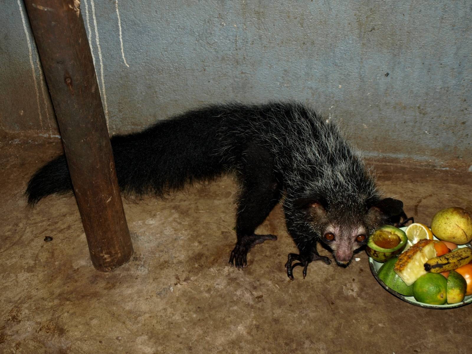 Tsimbazaza Zoo - Aye-Aye