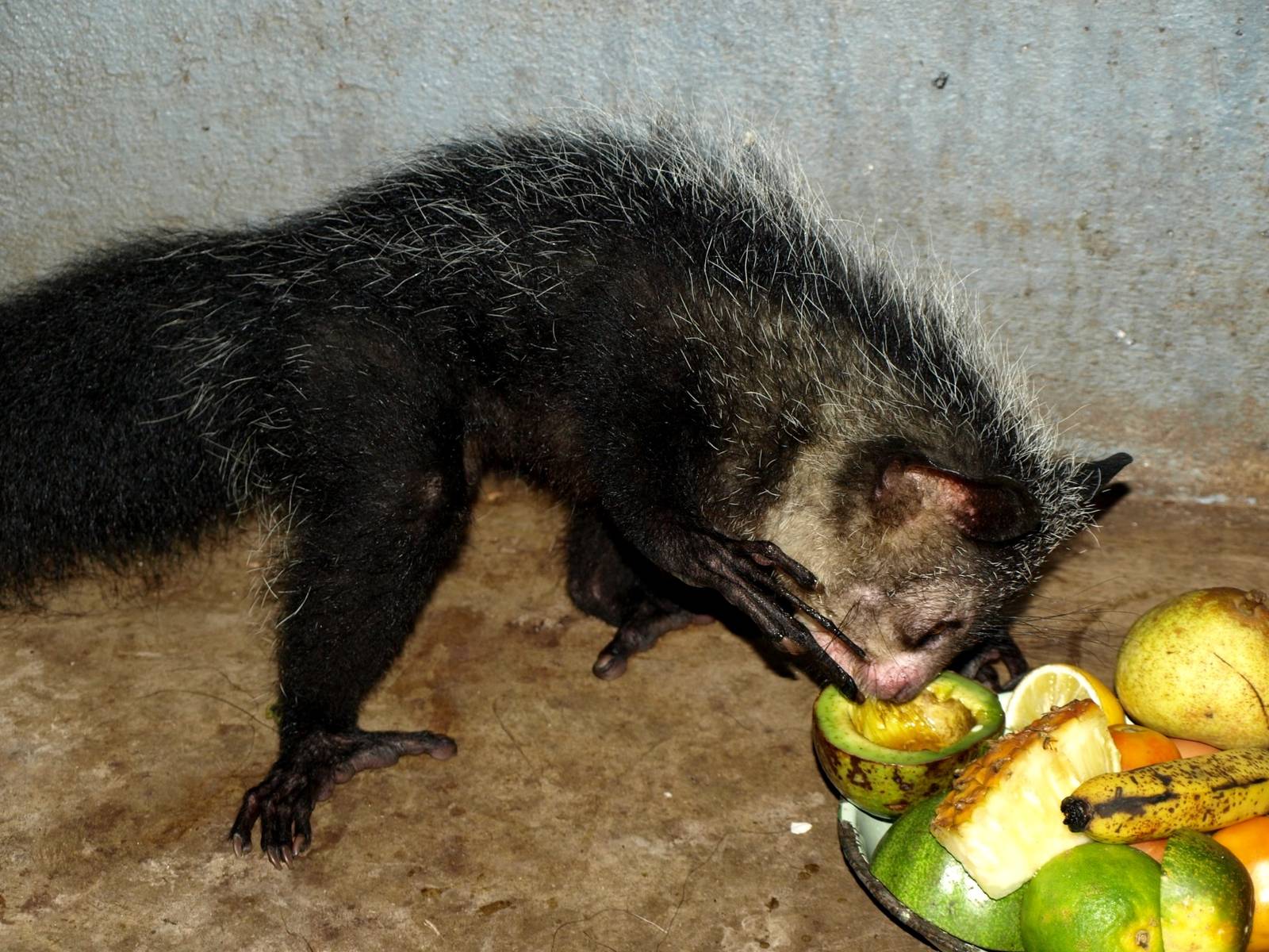 Tsimbazaza Zoo - Aye-Aye