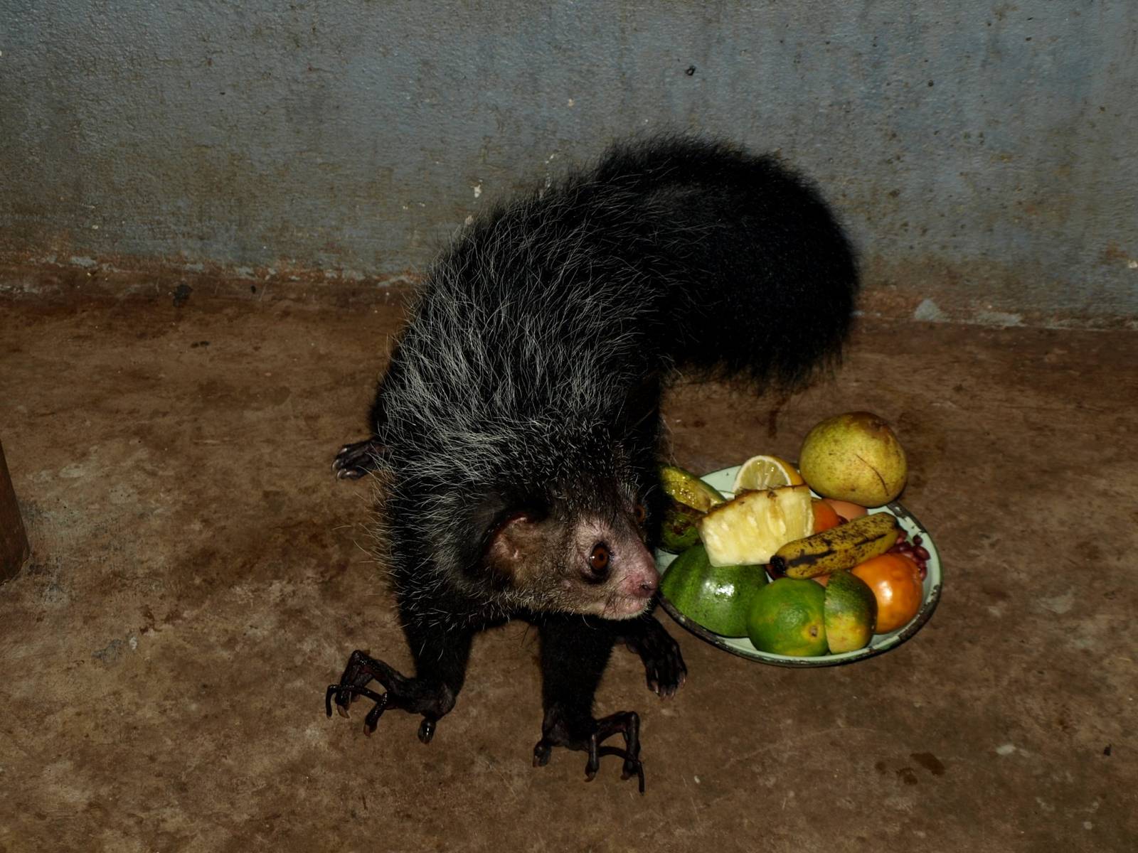 Tsimbazaza Zoo - Aye-Aye