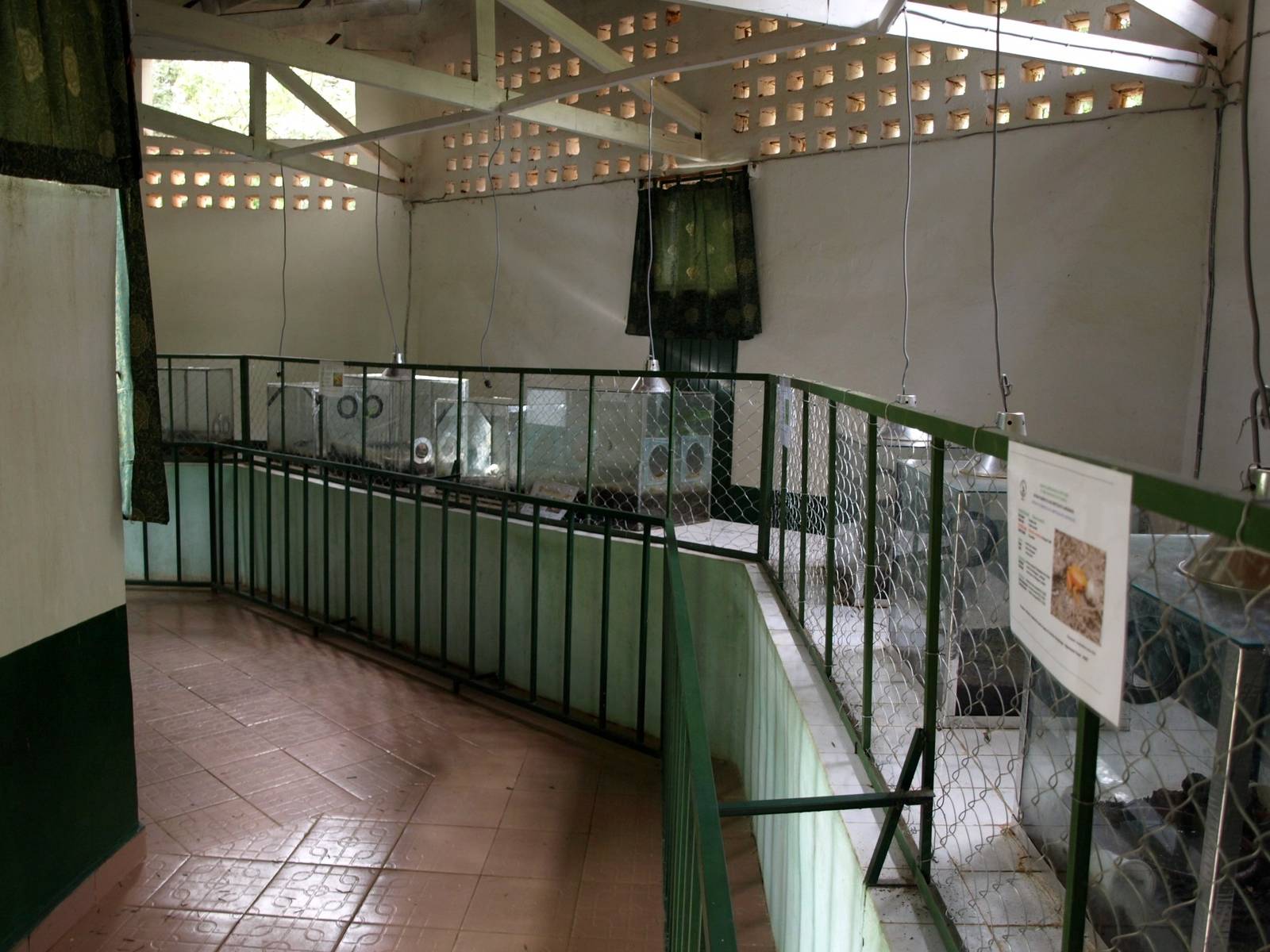 Tsimbazaza Zoo - Batrachorium