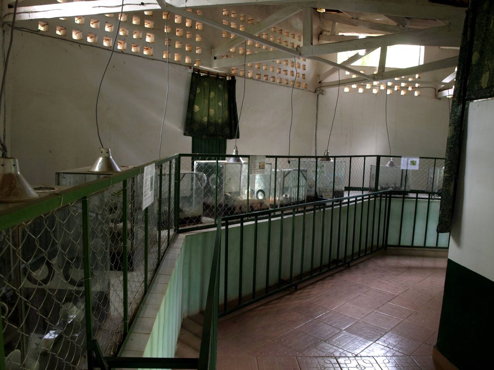 Tsimbazaza Zoo - Batrachorium