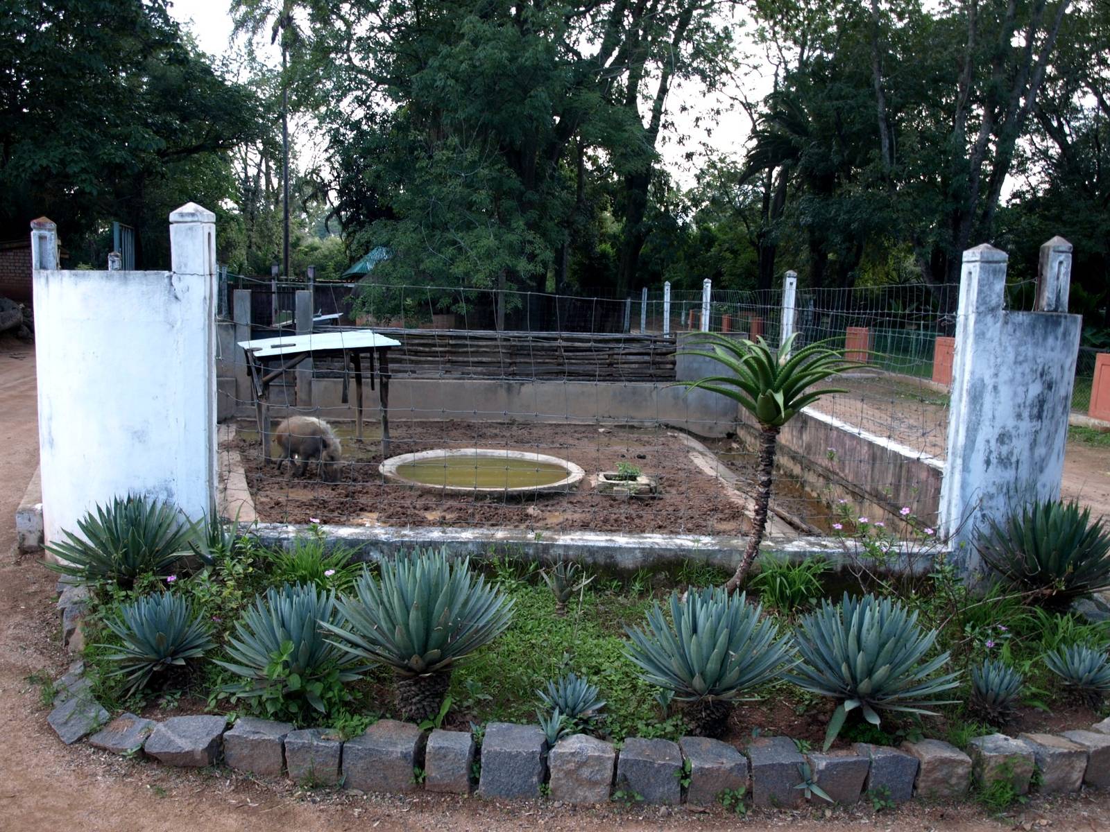 Tsimbazaza Zoo - Bush pig exhibit