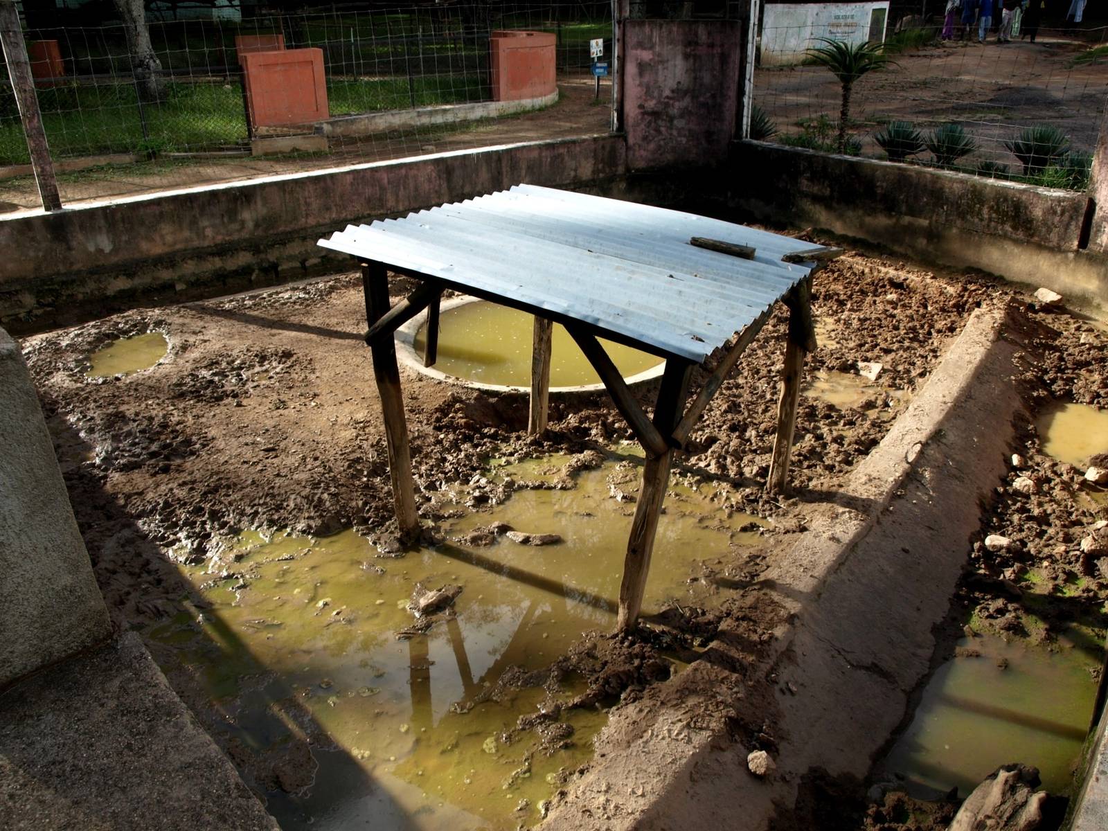 Tsimbazaza Zoo - Bush pig exhibit
