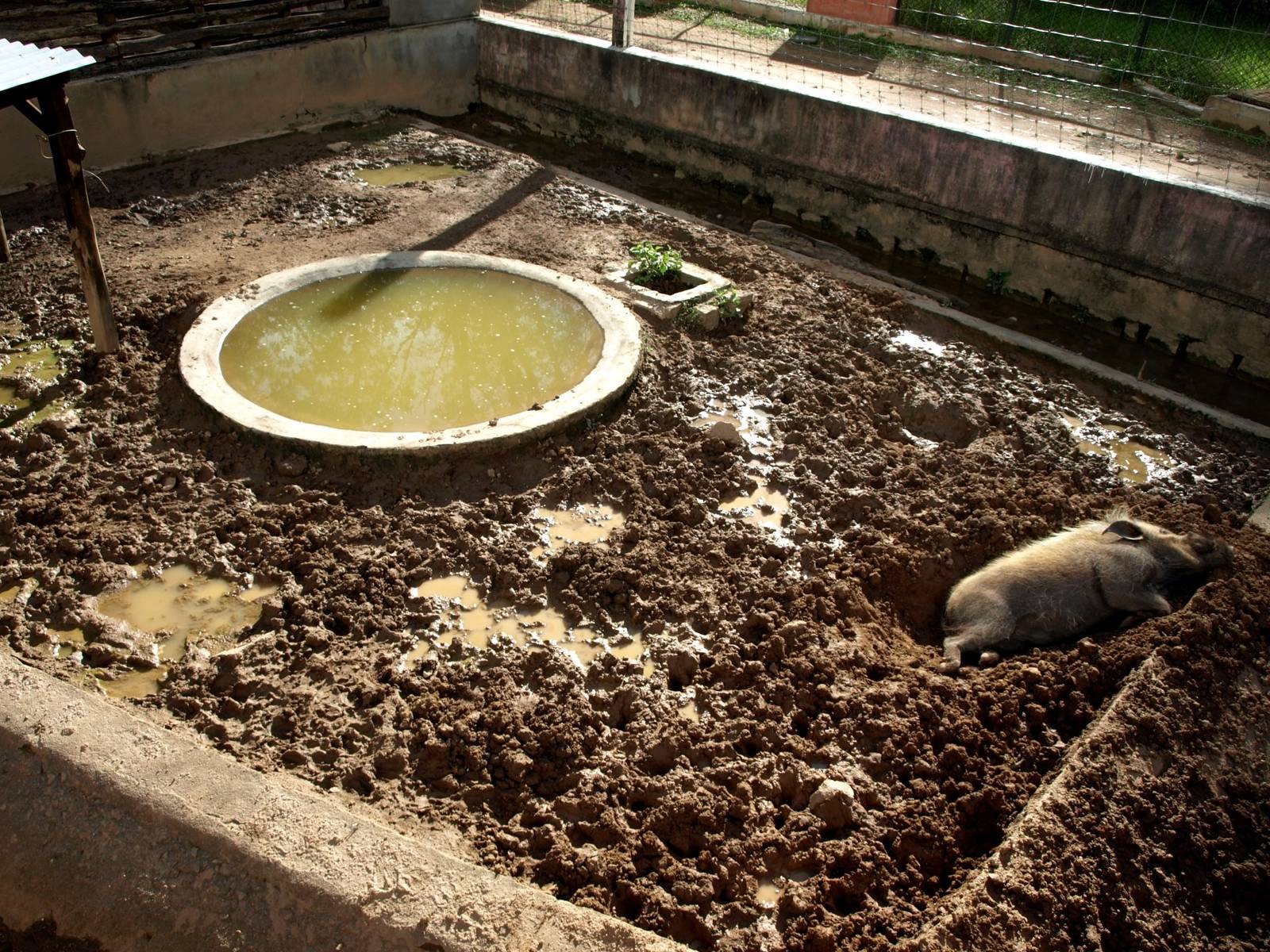 Tsimbazaza Zoo - Bush pig exhibit