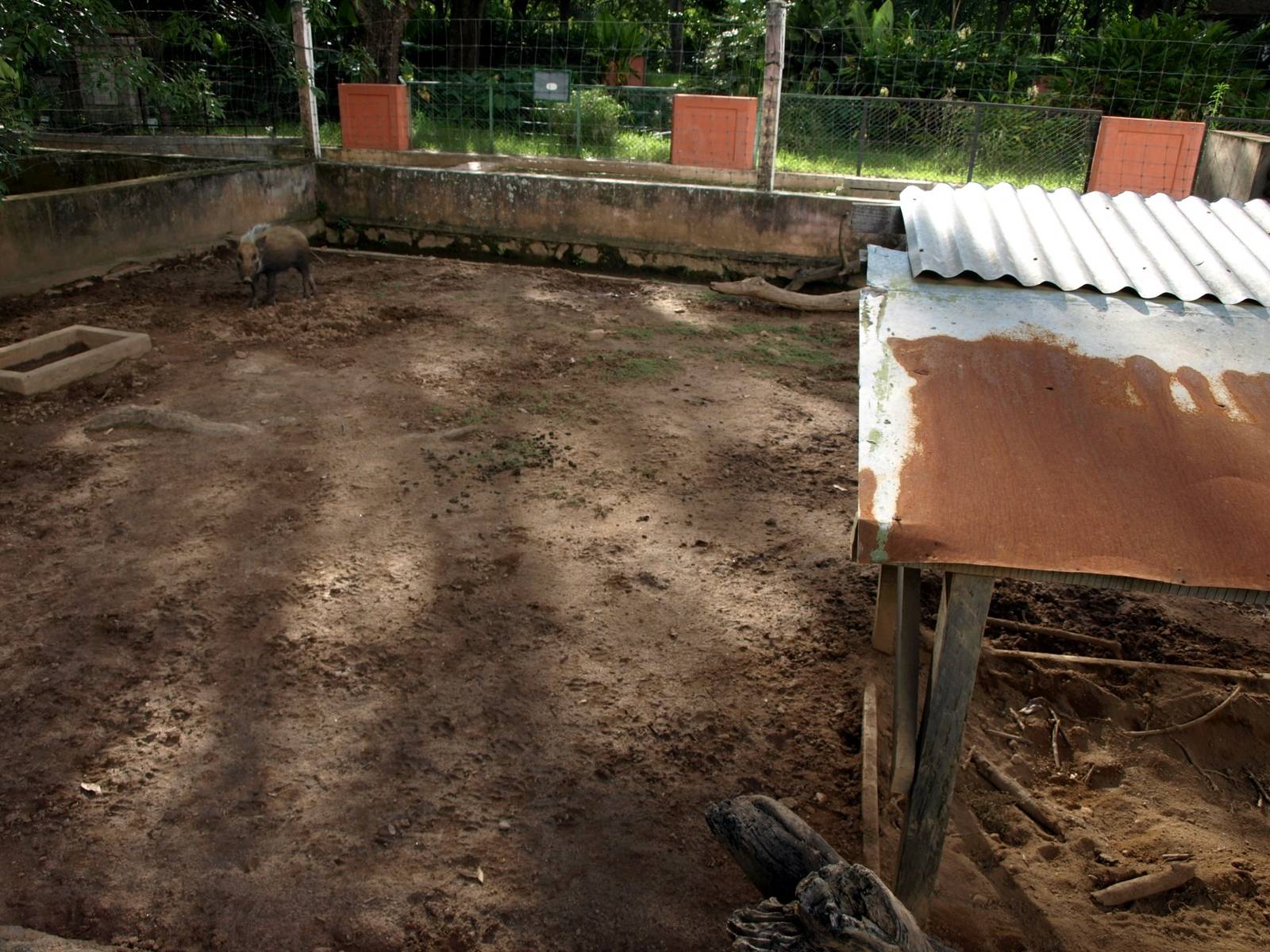 Tsimbazaza Zoo - Bush pig exhibit