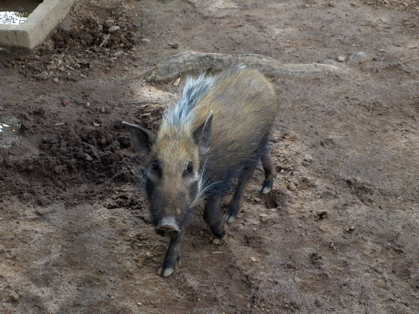 Tsimbazaza Zoo - Bush pig