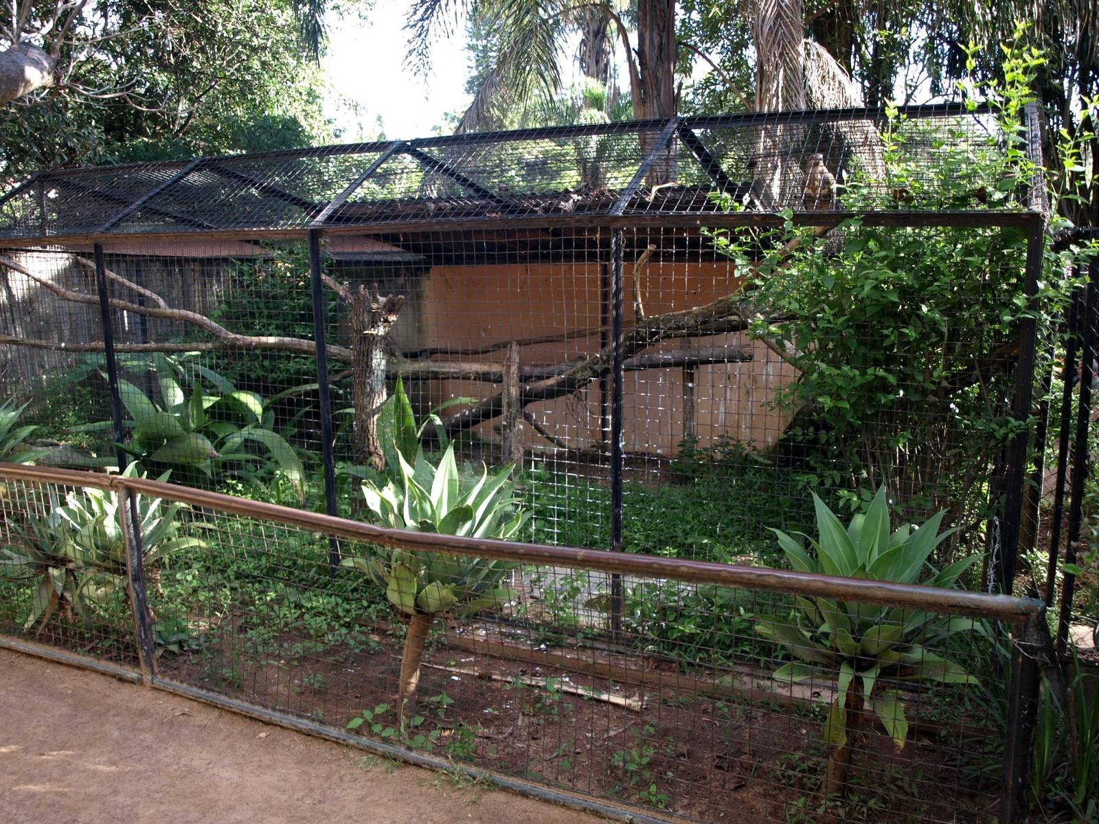 Tsimbazaza Zoo - Buzzard aviary