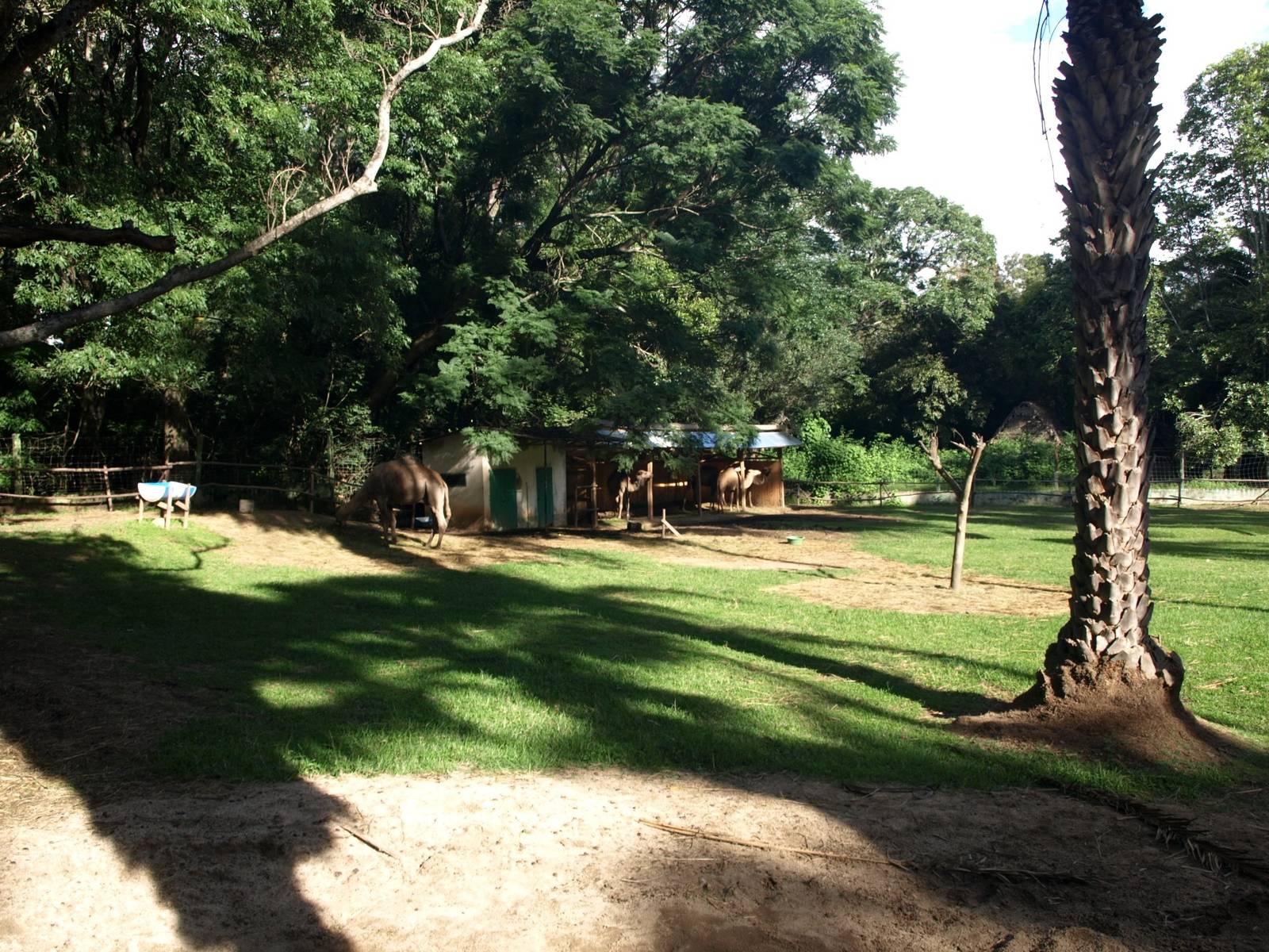 Tsimbazaza Zoo - Camel paddock