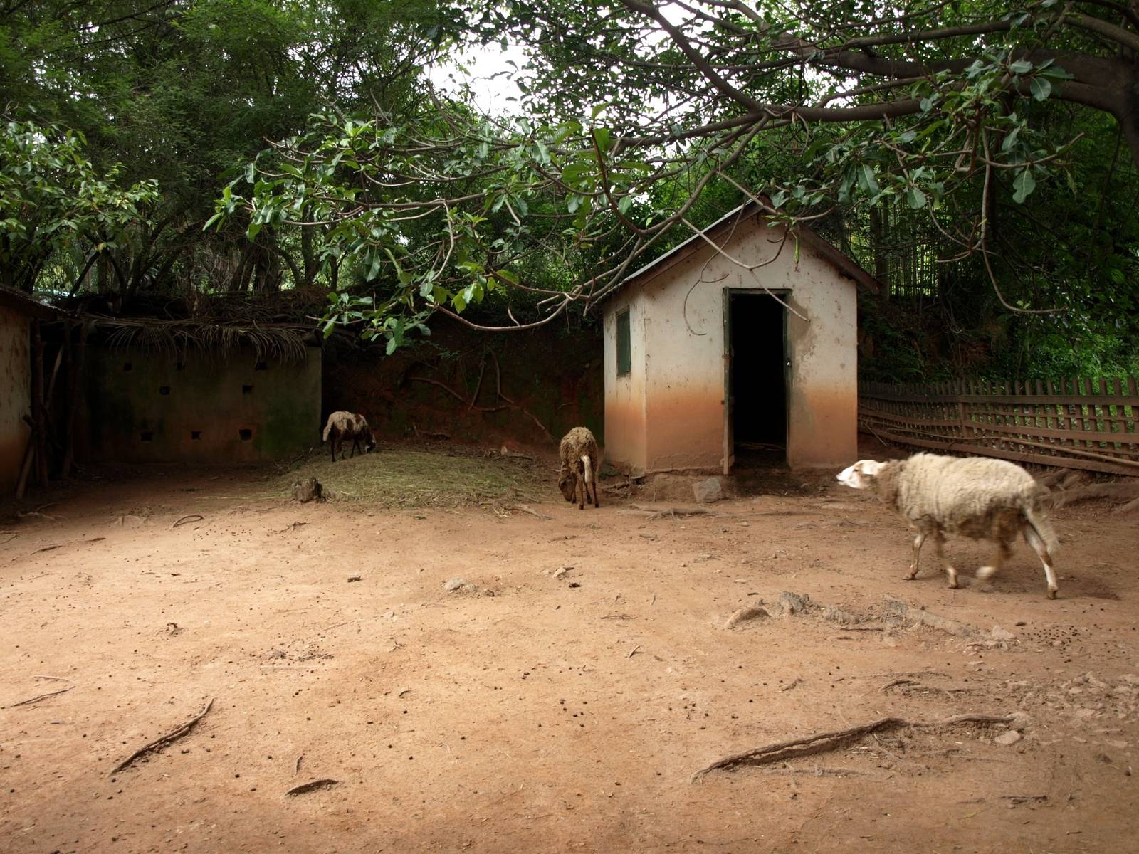 Tsimbazaza Zoo - Children's Zoo