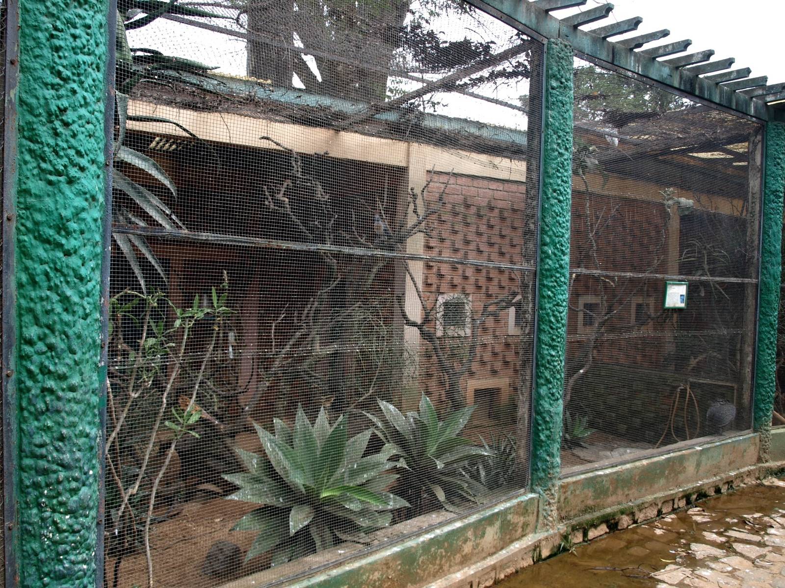 Tsimbazaza Zoo - Coua aviary