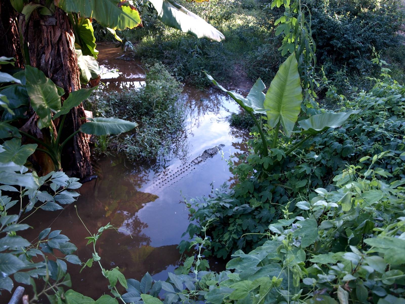 Tsimbazaza Zoo - Crocodile exhibit