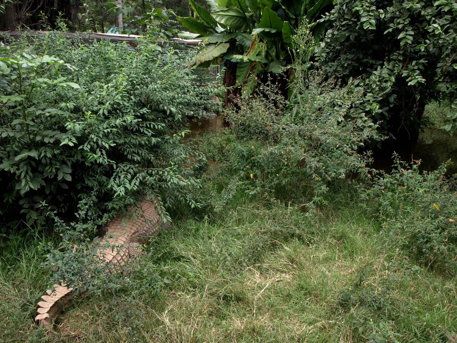 Tsimbazaza Zoo - Crocodile exhibit