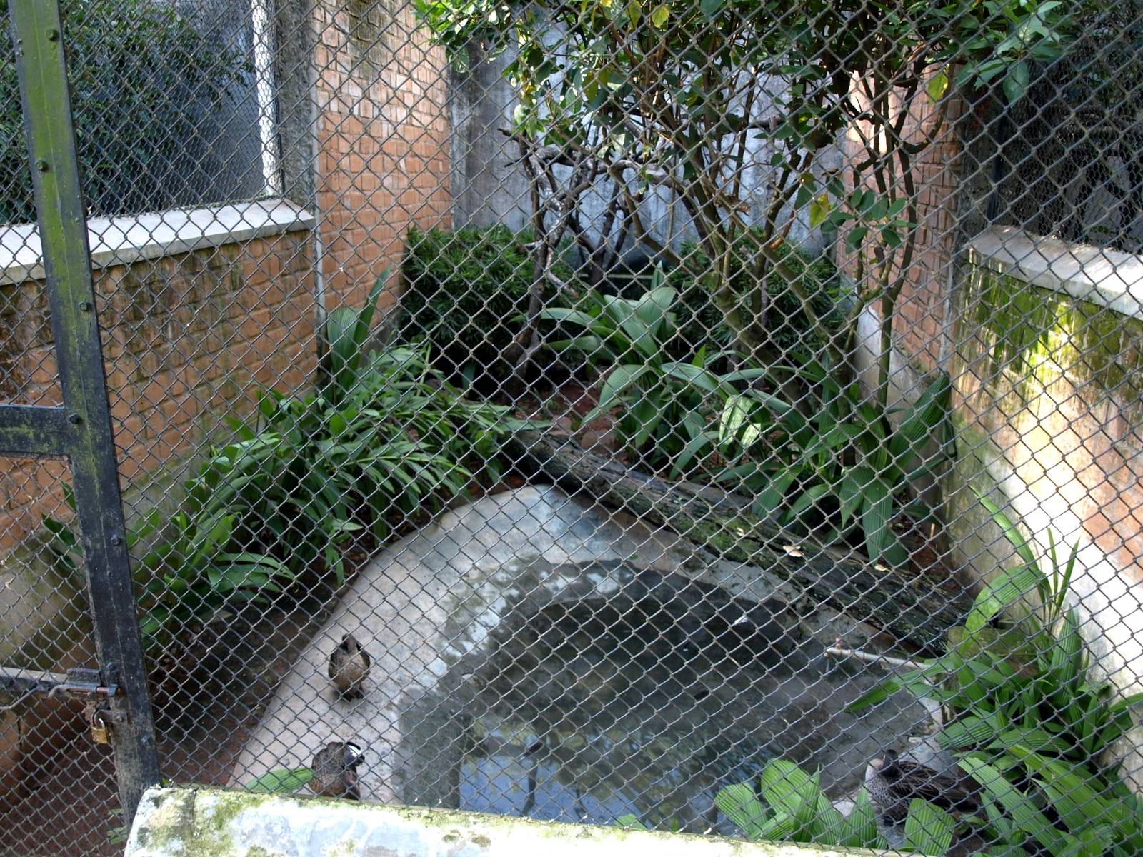 Tsimbazaza Zoo - Duck aviary