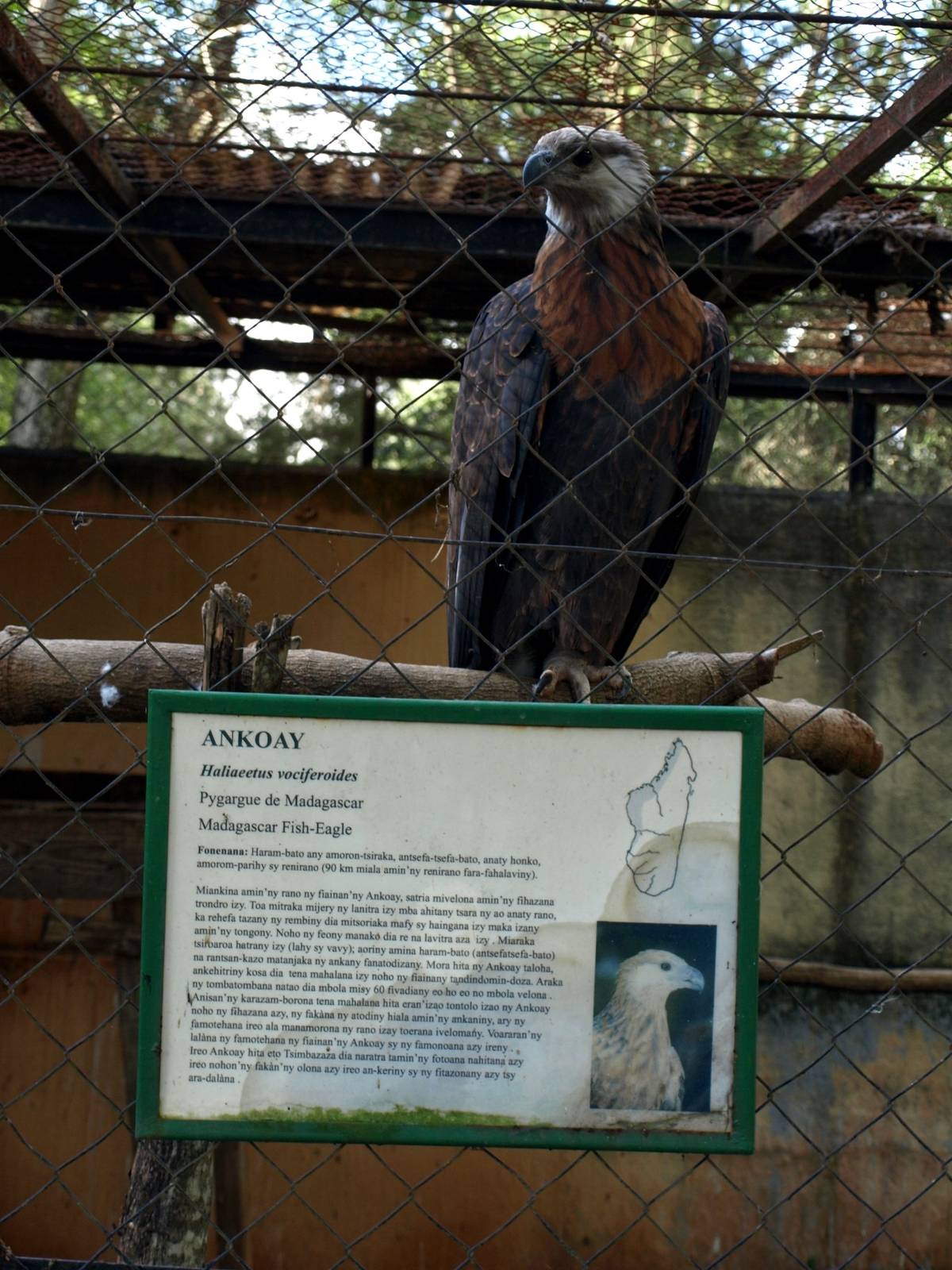 Tsimbazaza Zoo - Fish eagle