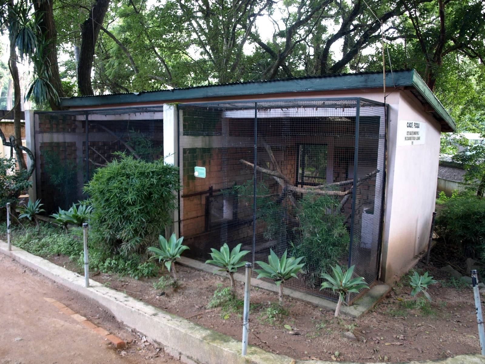 Tsimbazaza Zoo - Fossa exhibit