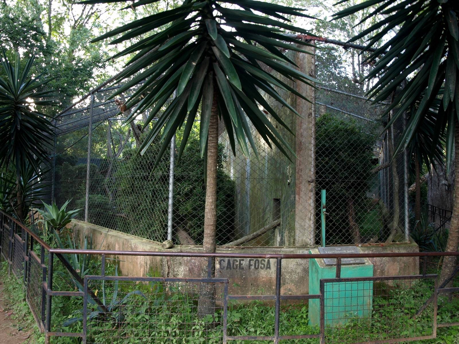 Tsimbazaza Zoo - Fossa exhibit