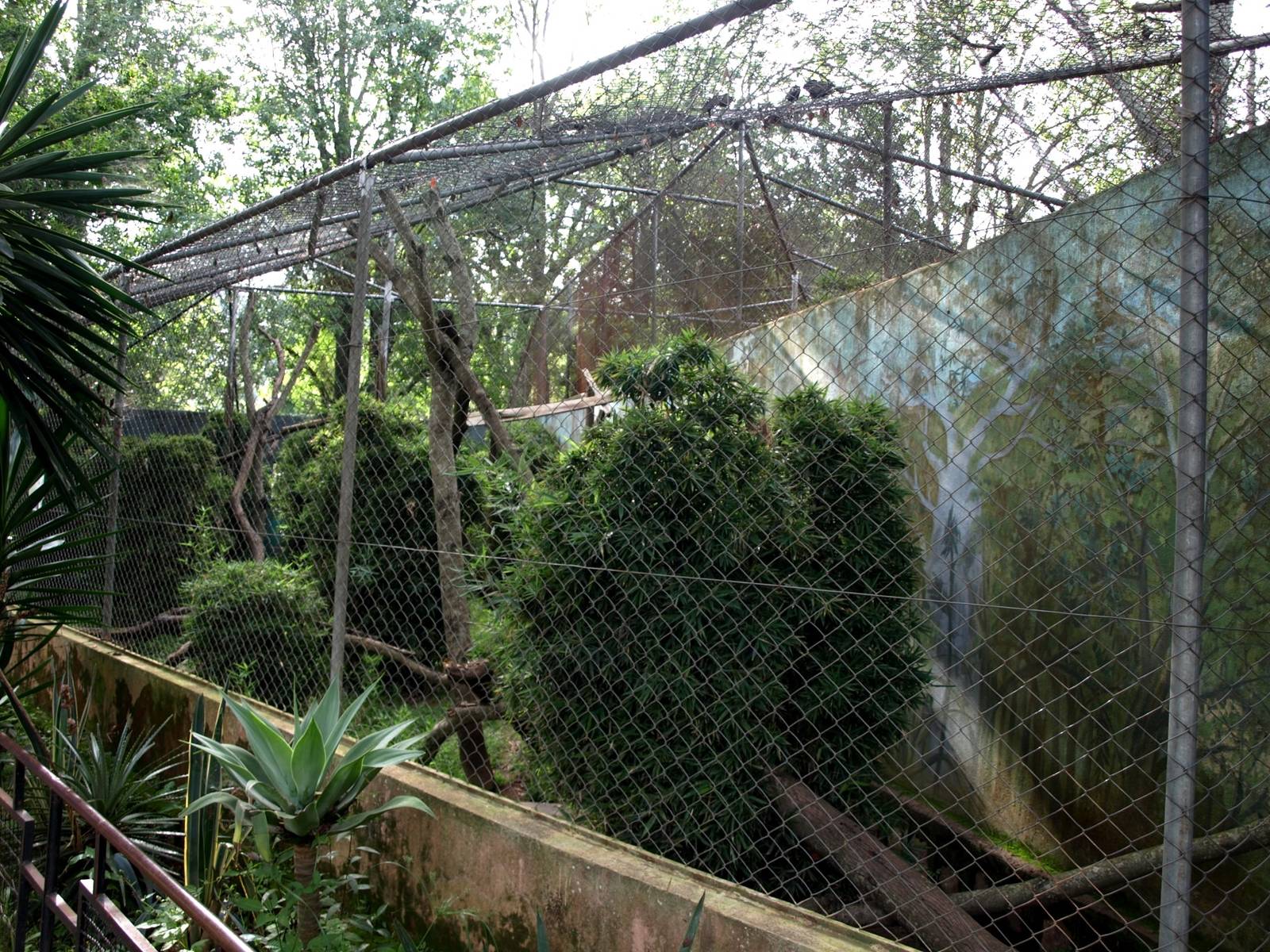 Tsimbazaza Zoo - Fossa exhibit
