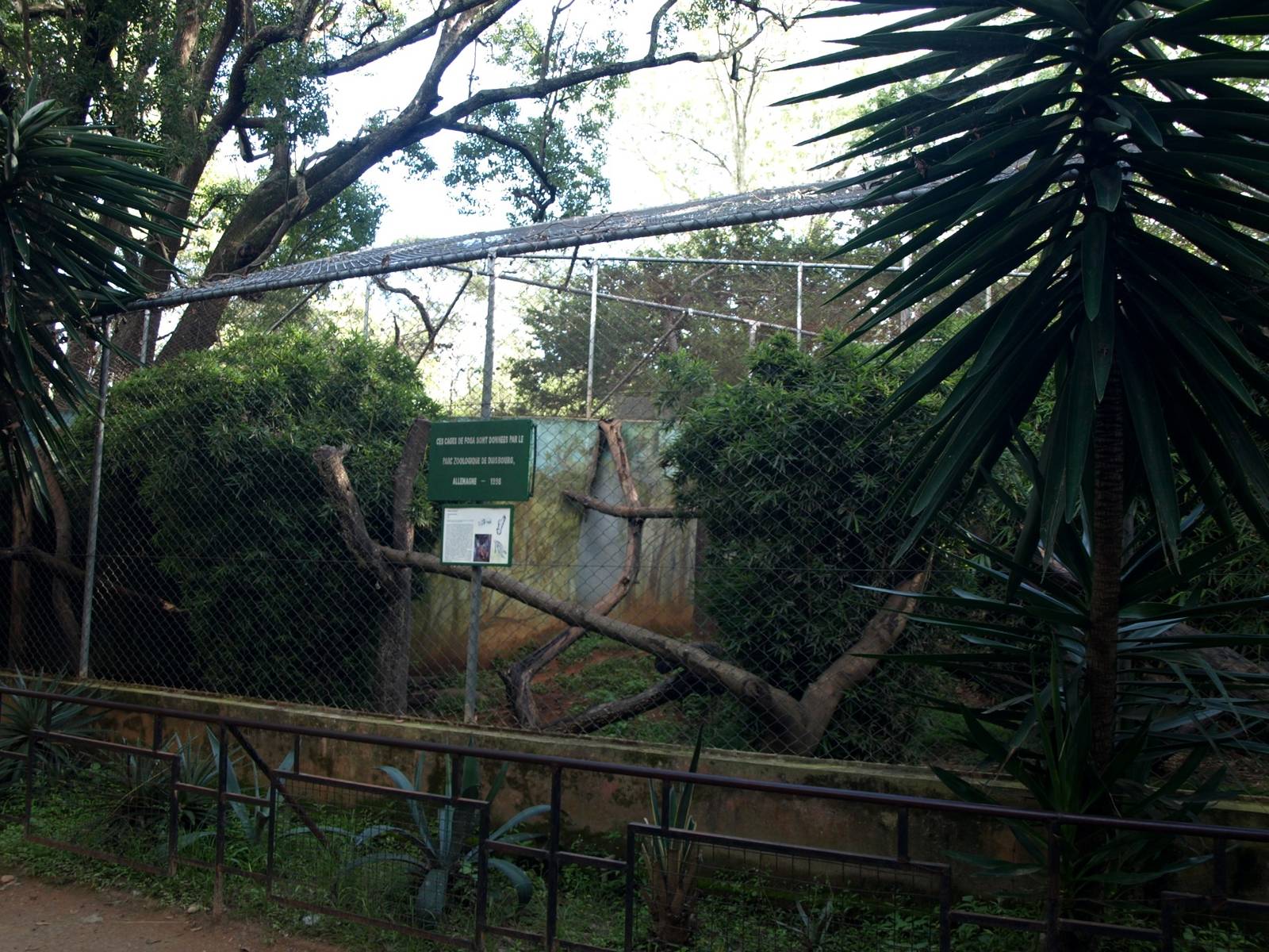 Tsimbazaza Zoo - Fossa exhibit