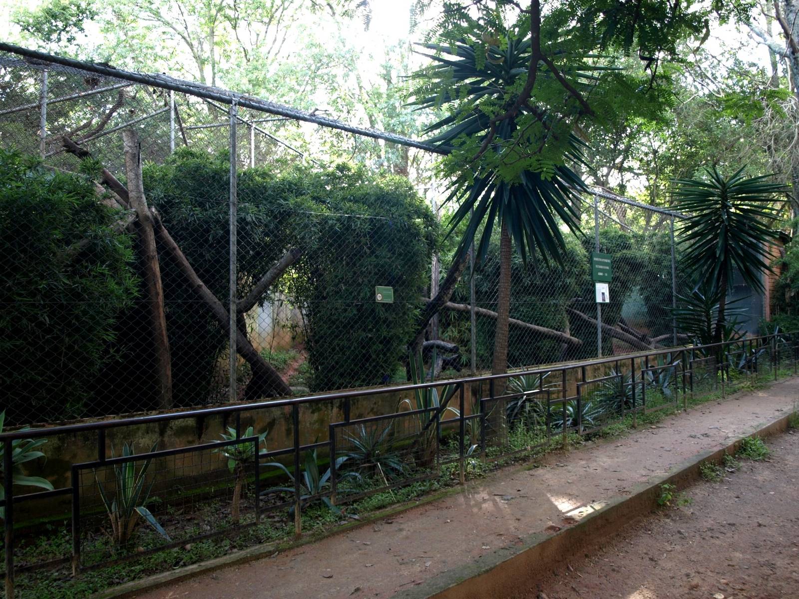 Tsimbazaza Zoo - Fossa exhibit