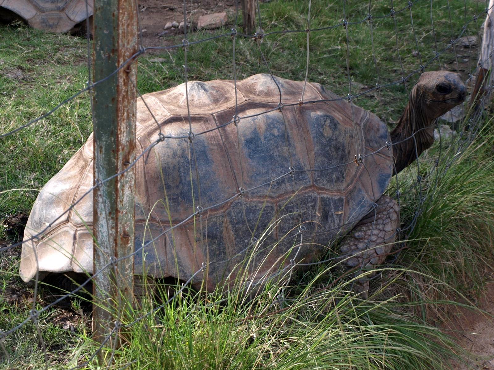 Tsimbazaza Zoo - Giant tortoise