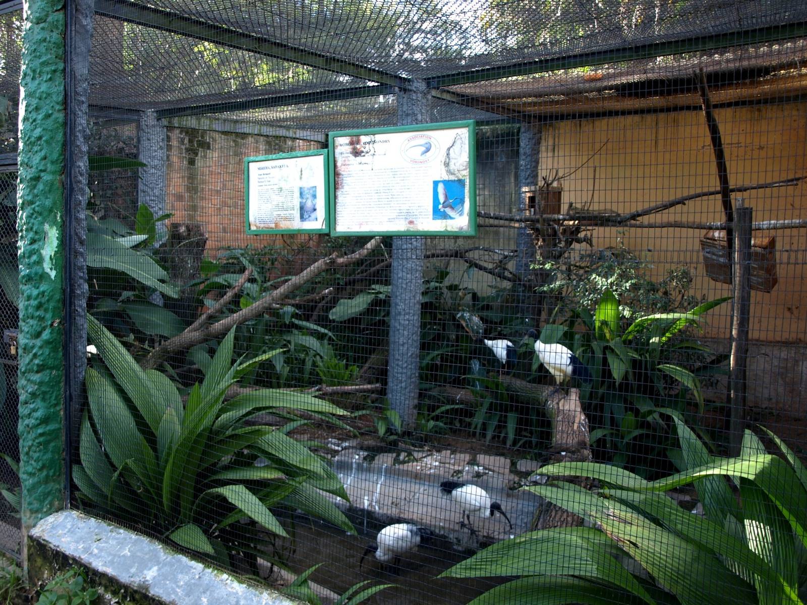 Tsimbazaza Zoo - Ibis aviary