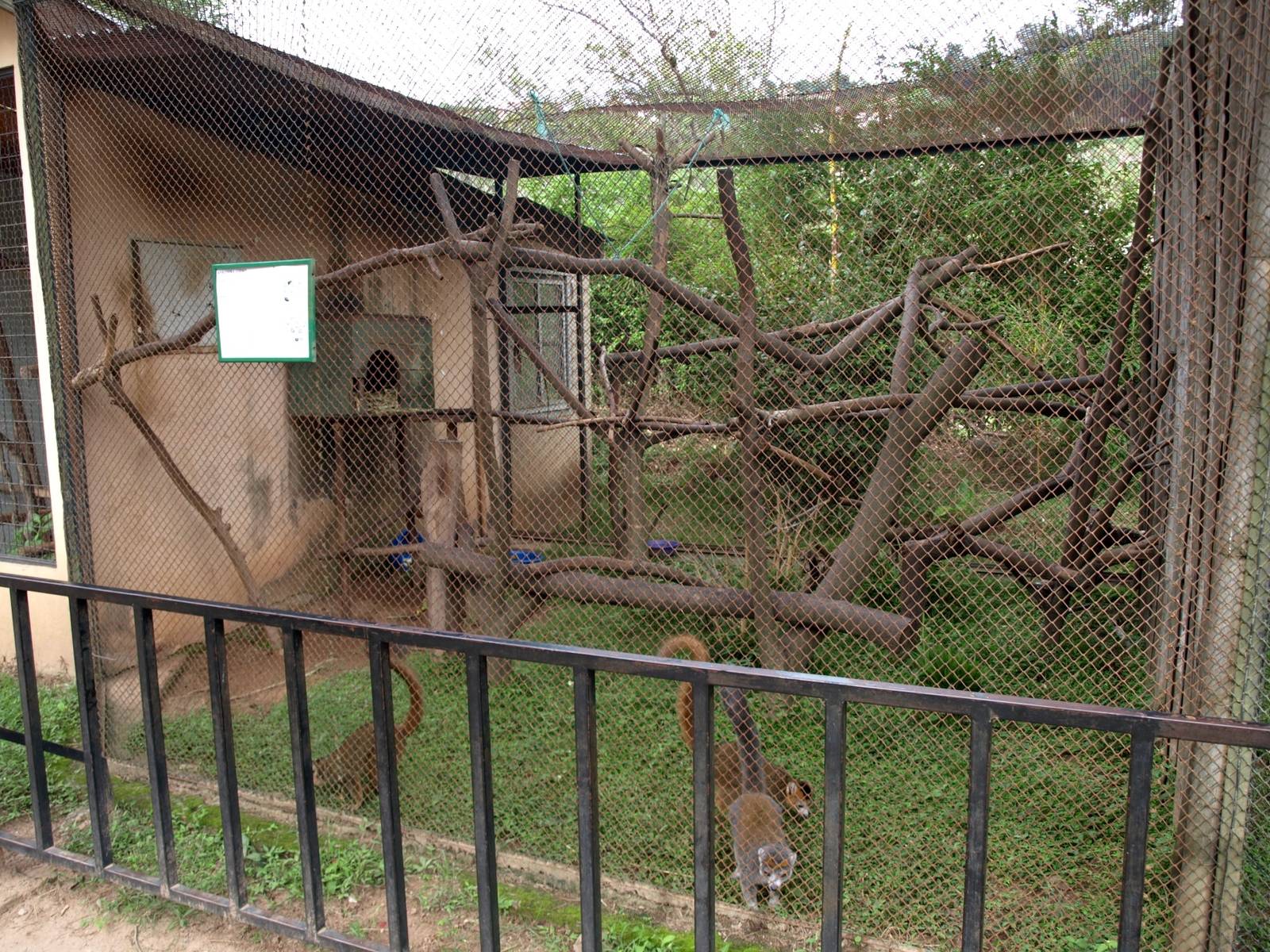 Tsimbazaza Zoo - Lemur exhibit