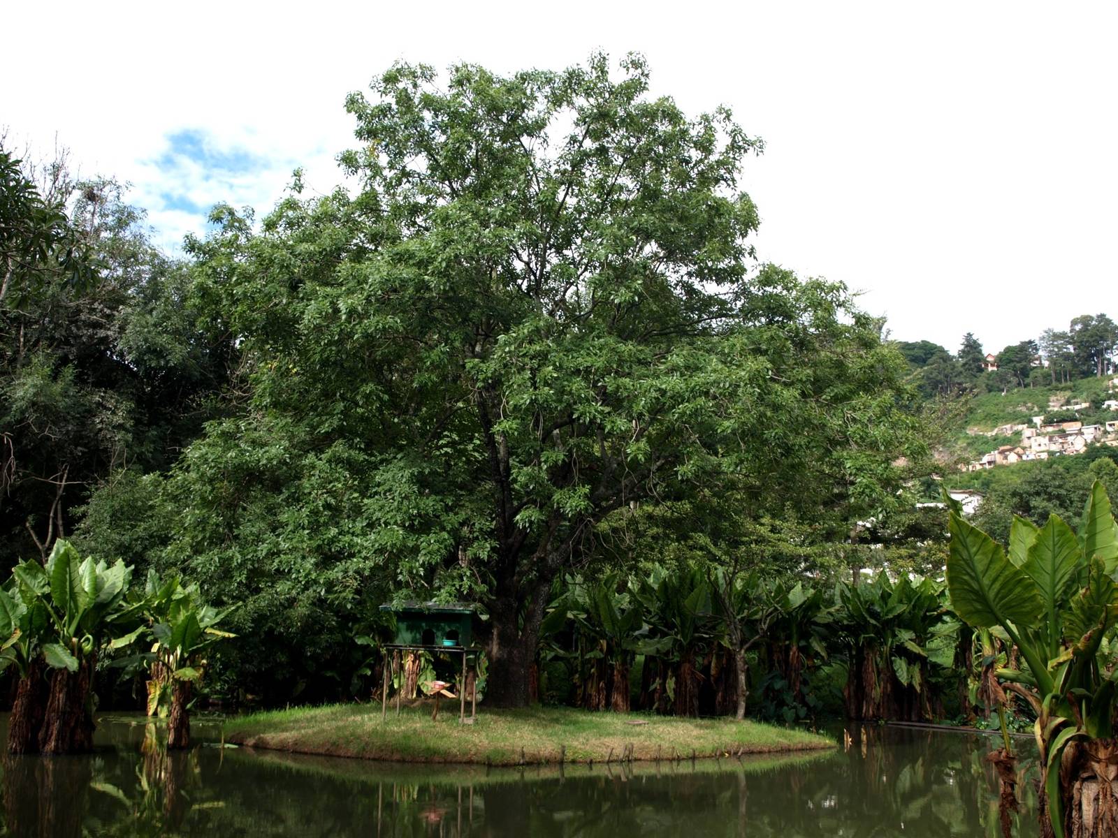 Tsimbazaza Zoo - Lemur island