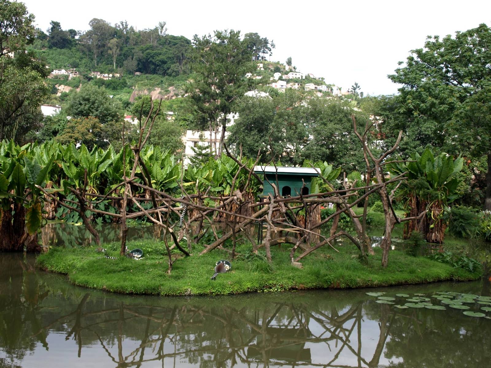 Tsimbazaza Zoo - Lemur island