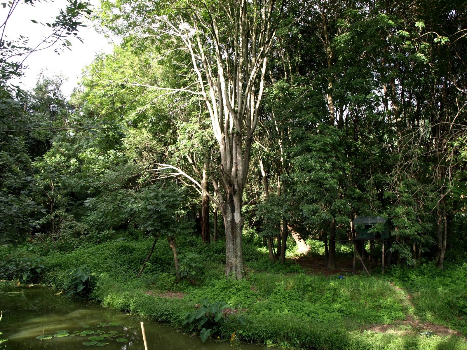Tsimbazaza Zoo - Lemur island