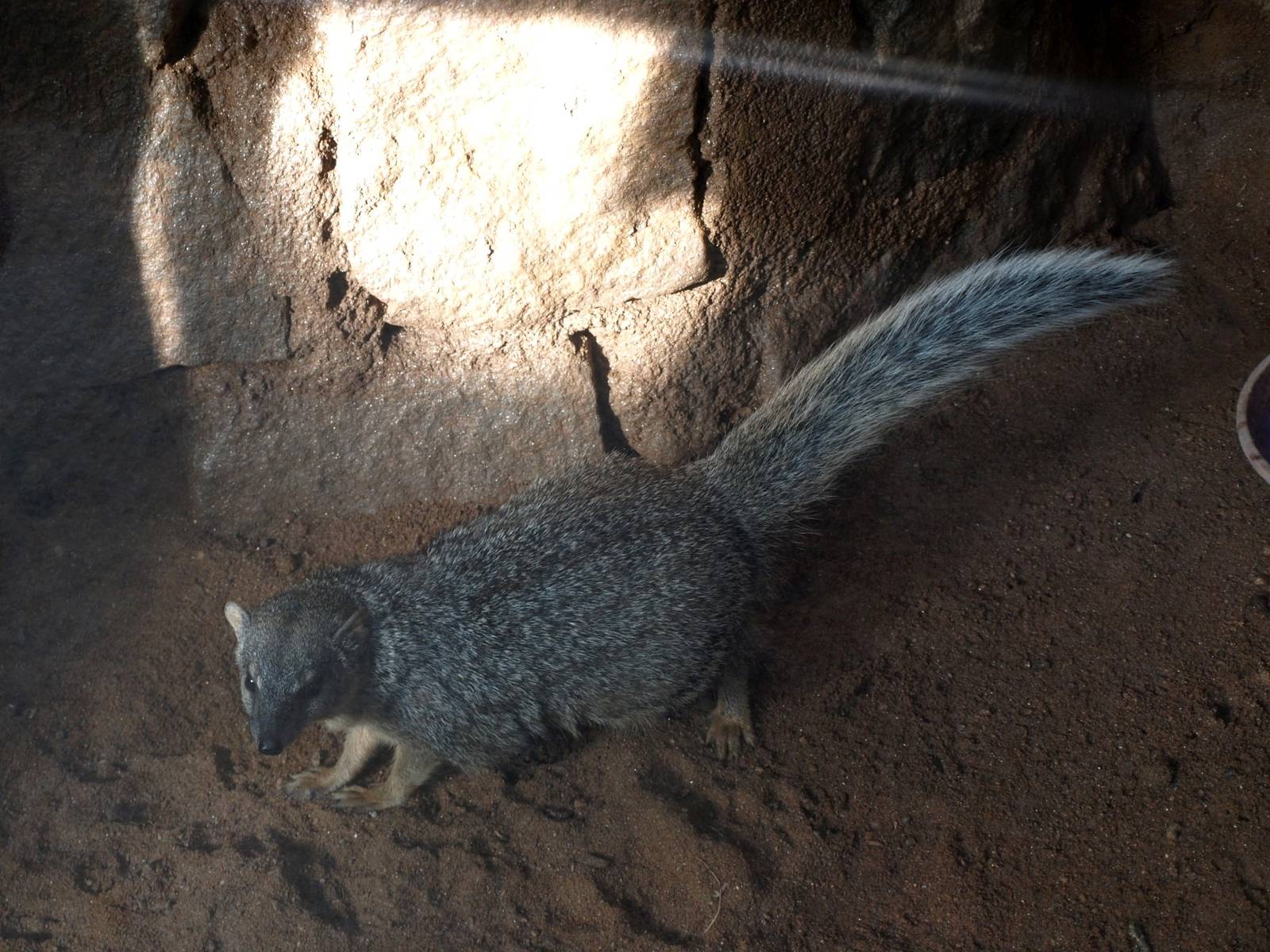 Tsimbazaza Zoo - Narrow-striped mongoose