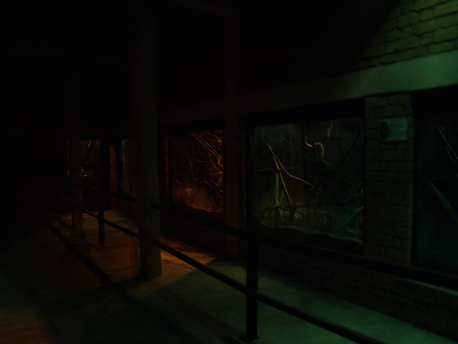 Tsimbazaza Zoo - Nocturnal House