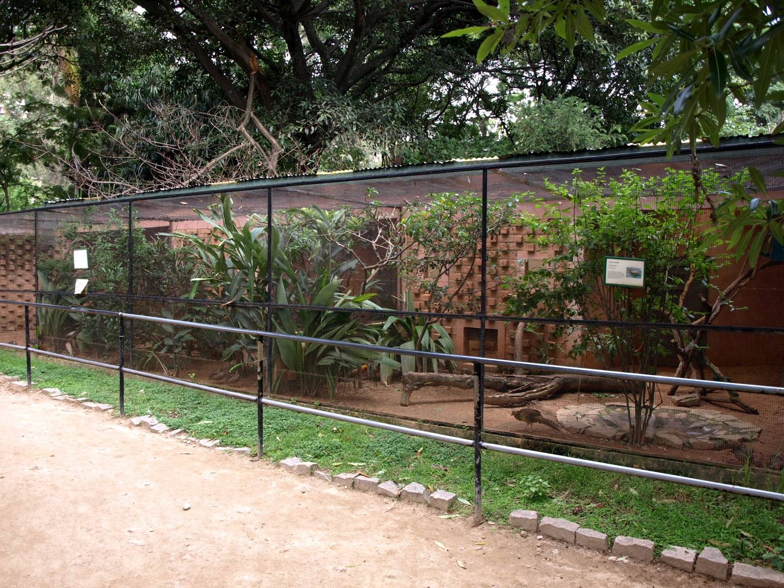 Tsimbazaza Zoo - Pheasantry