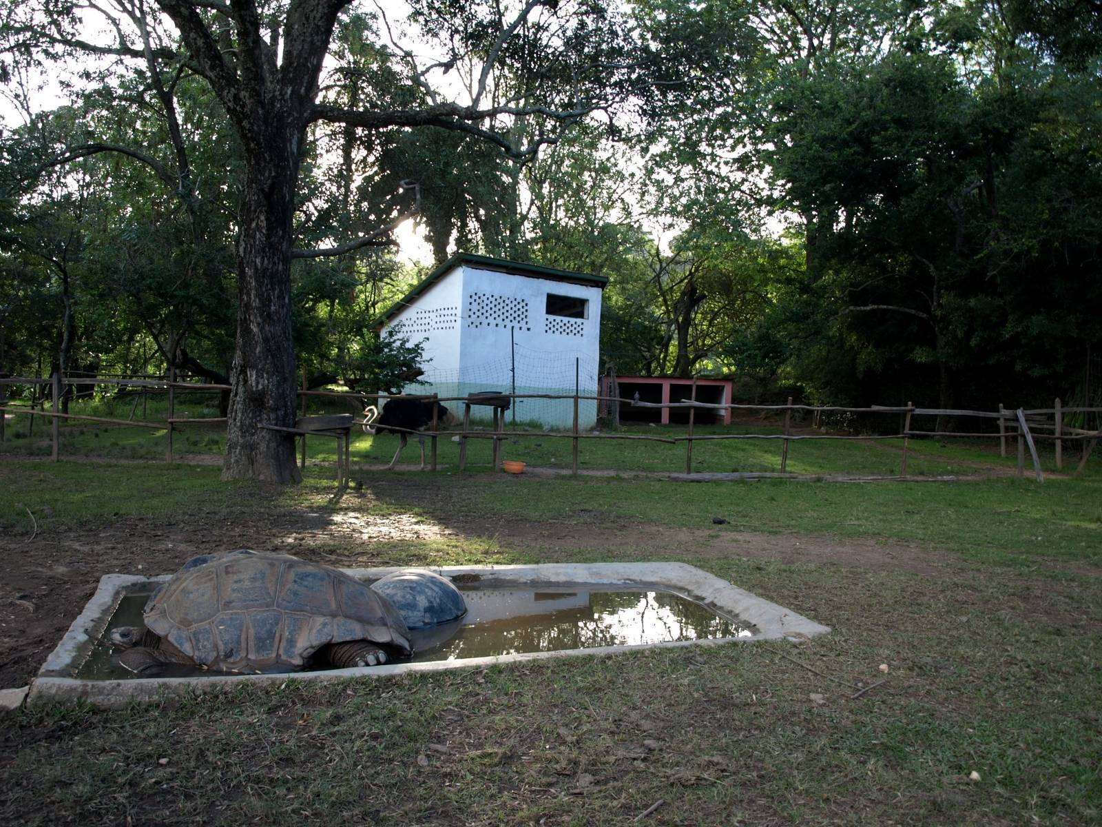 Tsimbazaza Zoo - Tortoise and ostrich exhibit
