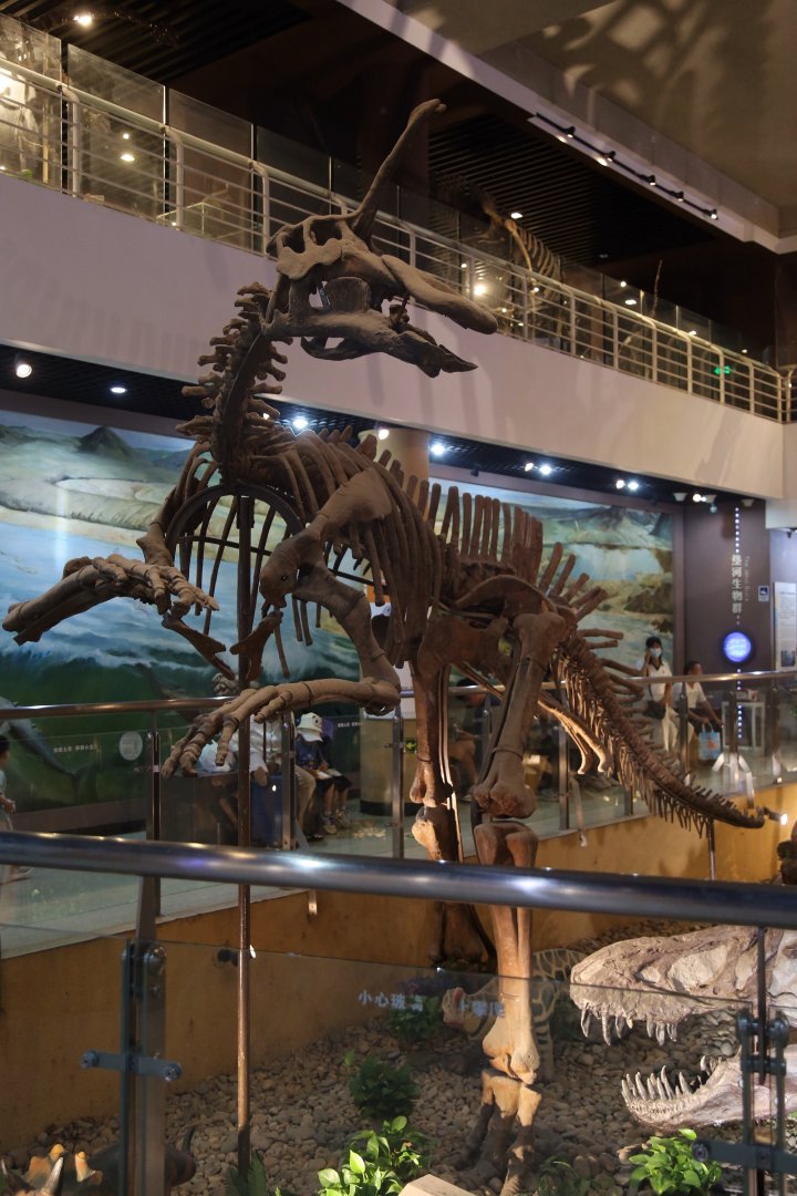 Tsintaosaurus spinorhinus, Holotype (IVPP V725)