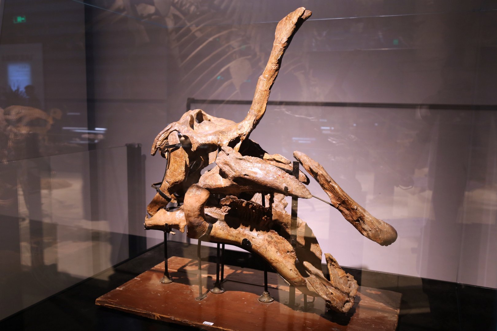 Tsintaosaurus spinorhinus Skull, Holotype (IVPP V725)