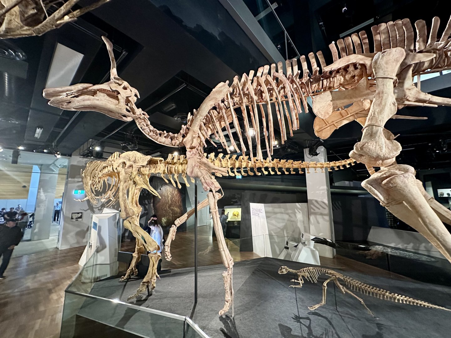 Tsintaosaurus spinorhinus