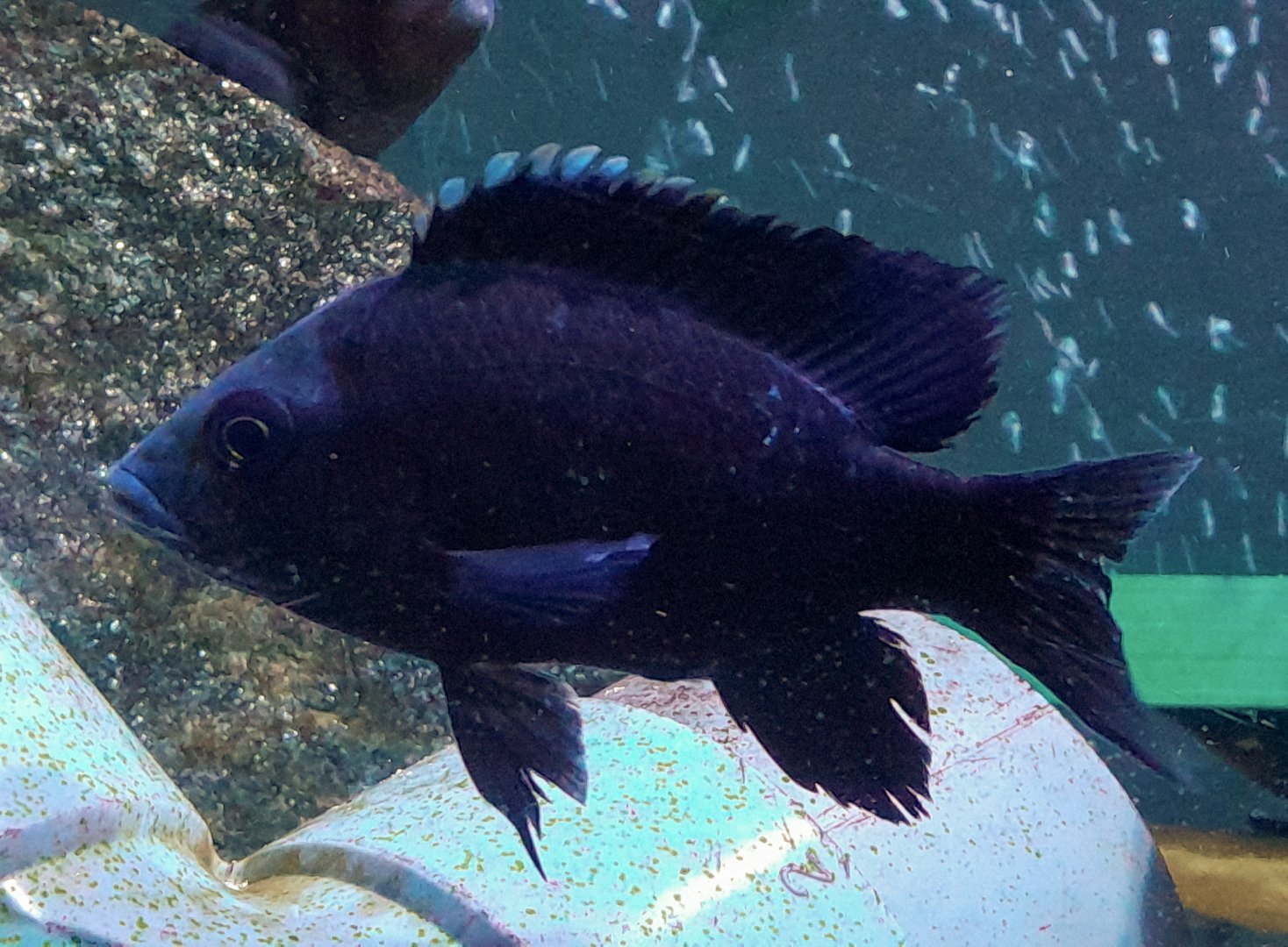 Tsipoy (Ptychochromis oligacanthus)