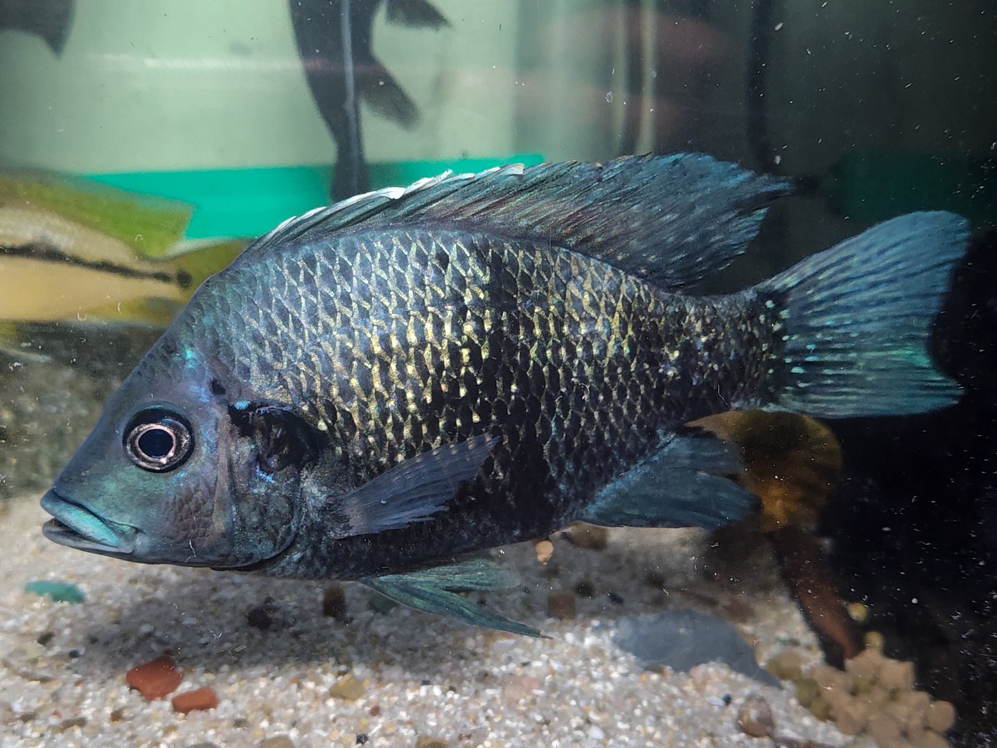 Tsipoy (Ptychochromis oligacanthus)