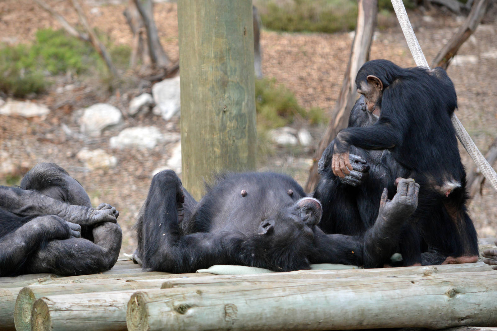 Tsotsi, Soona, Boyd and Zuri