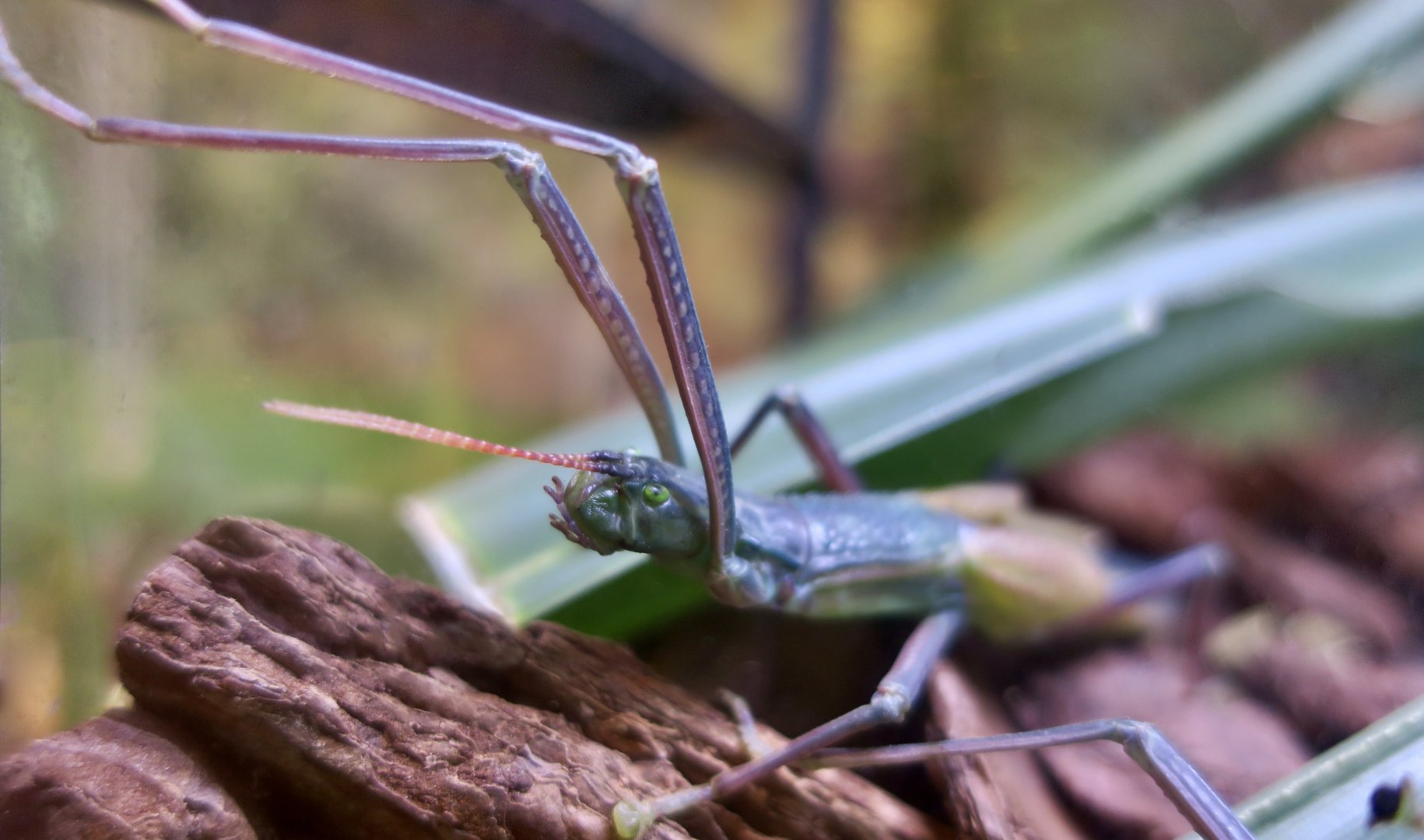 Tsuda's Giant Stick Insect (Megacrania tsudai)