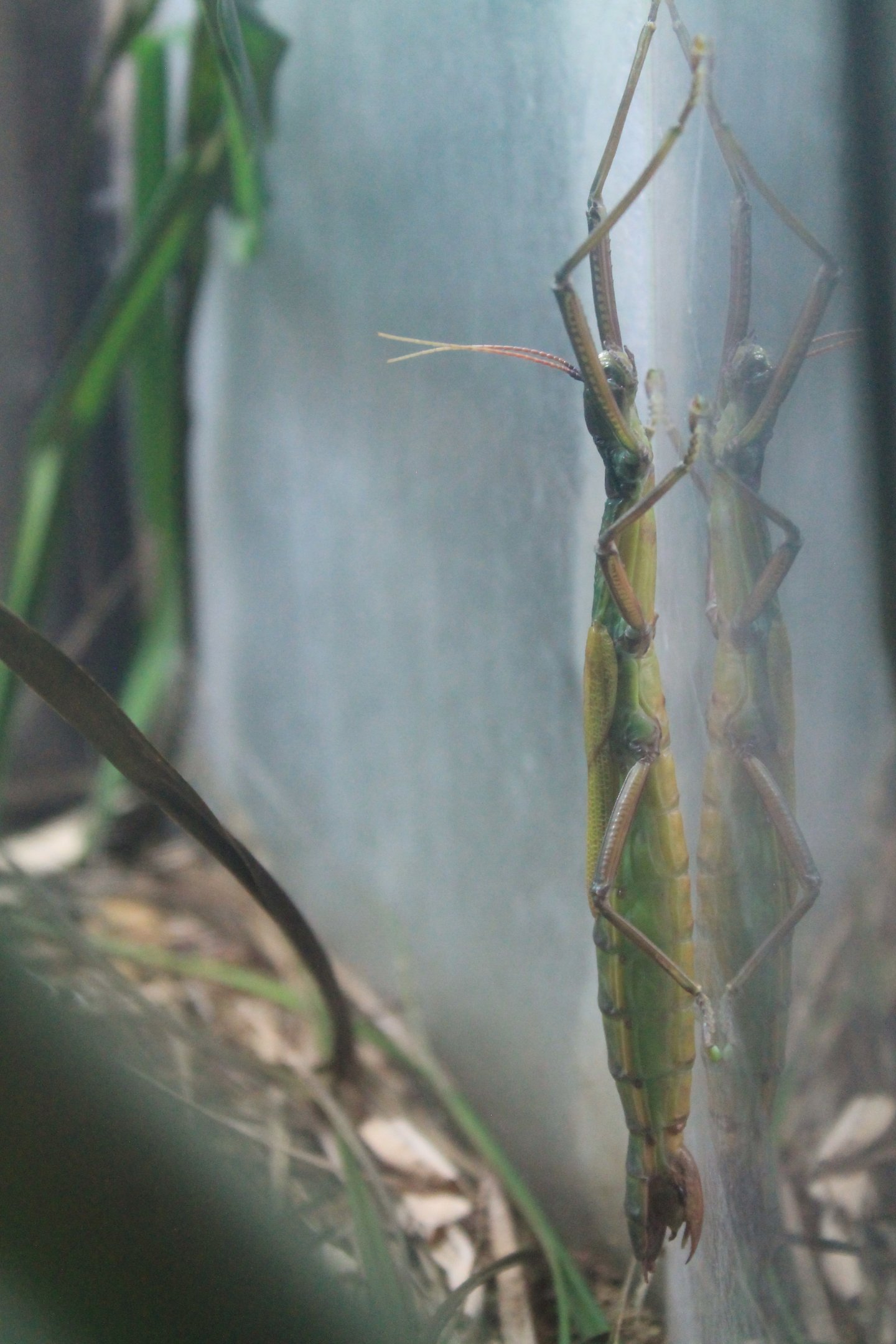 Tsuda's Giant Stick Insect (Megacrania tsudai)