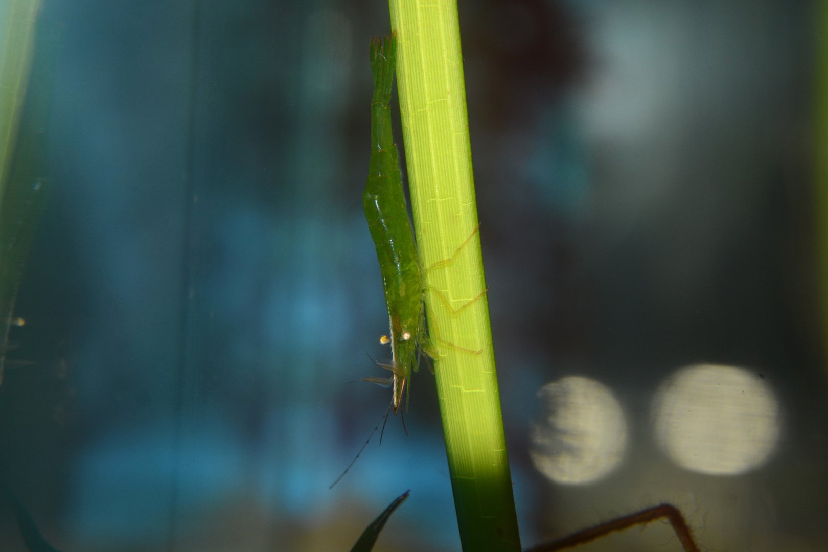 Tsuno shrimp (Heptacarpus pandaloides)