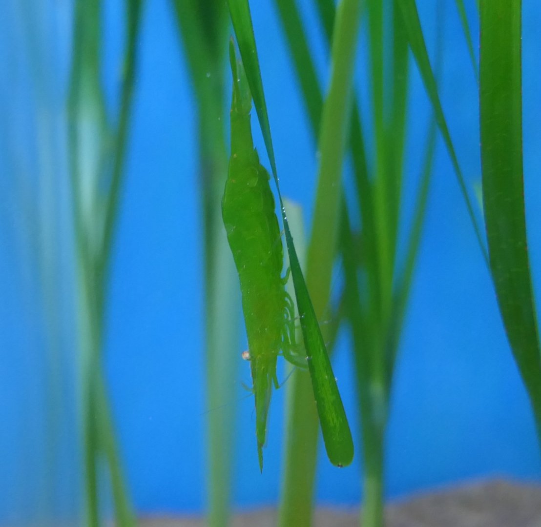 Tsunomoebi (Heptacarpus pandaloides)