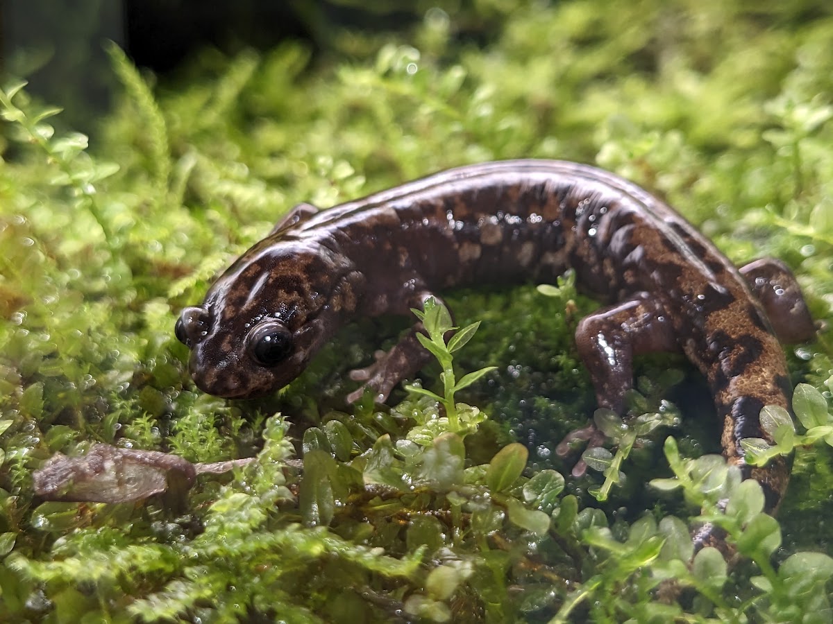 Tsurugi salamander (Hynobius tsurugiensis)