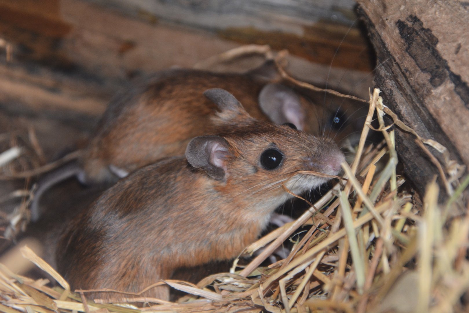 Tsushima field mouse (Apodemus speciosus 'tsusimaensis')