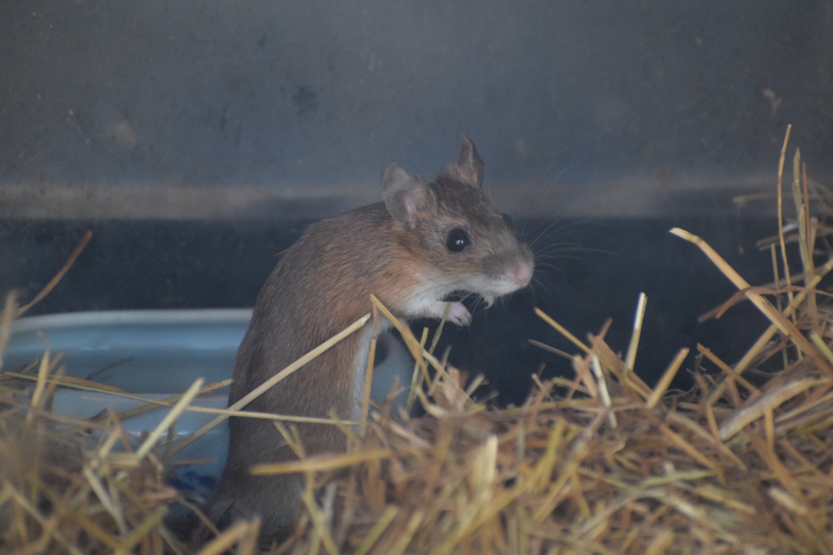 Tsushima field mouse