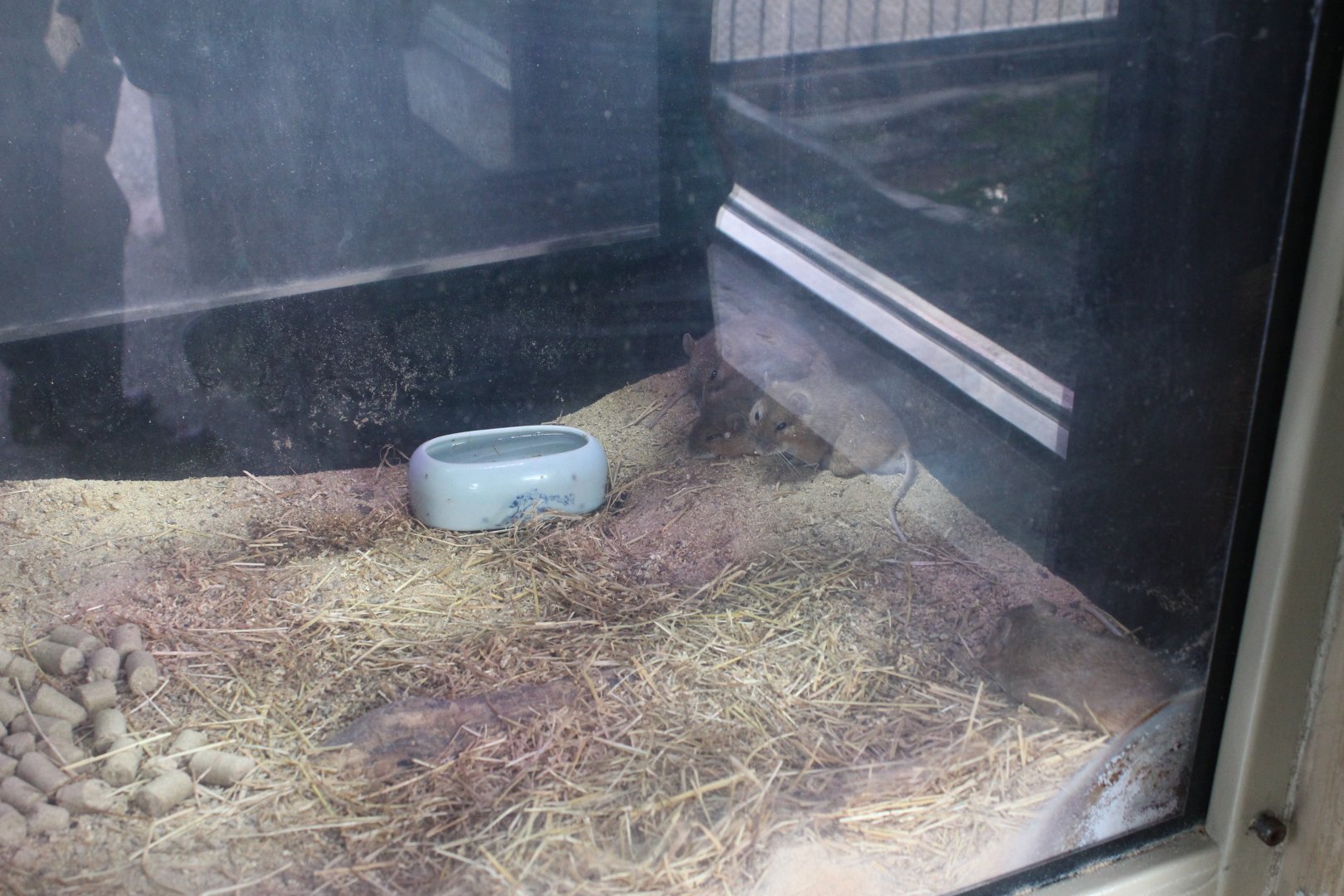 Tsushima large Japanese field mouse