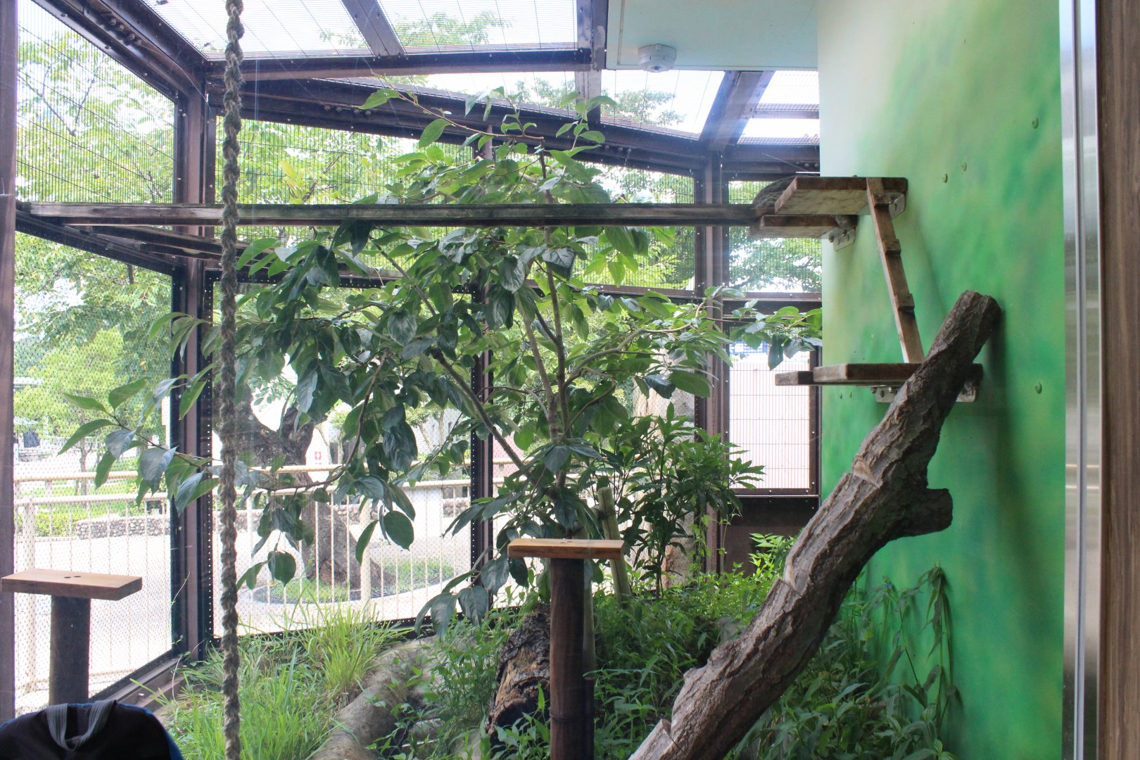 Tsushima leopard cat exhibit