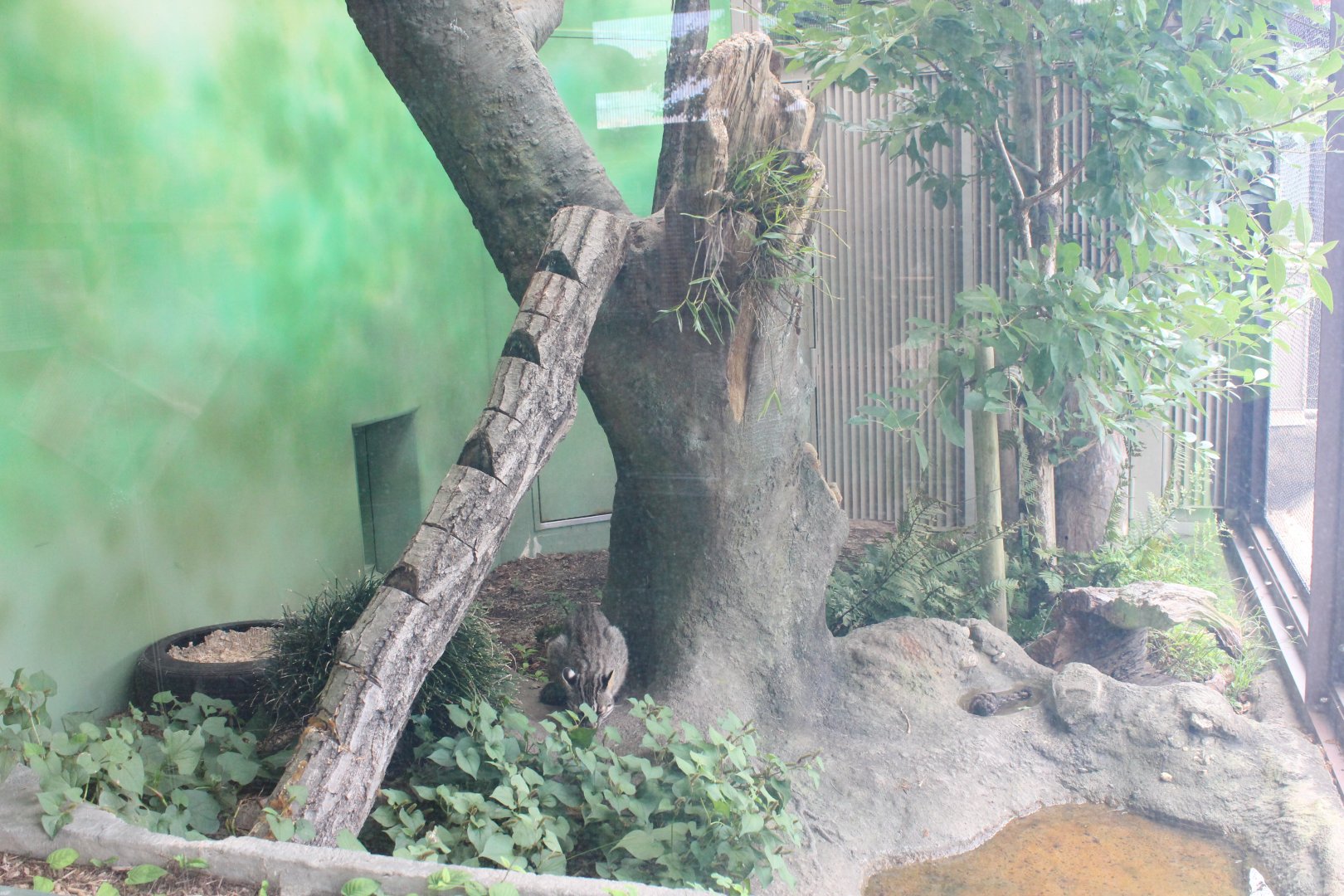 Tsushima leopard cat exhibit