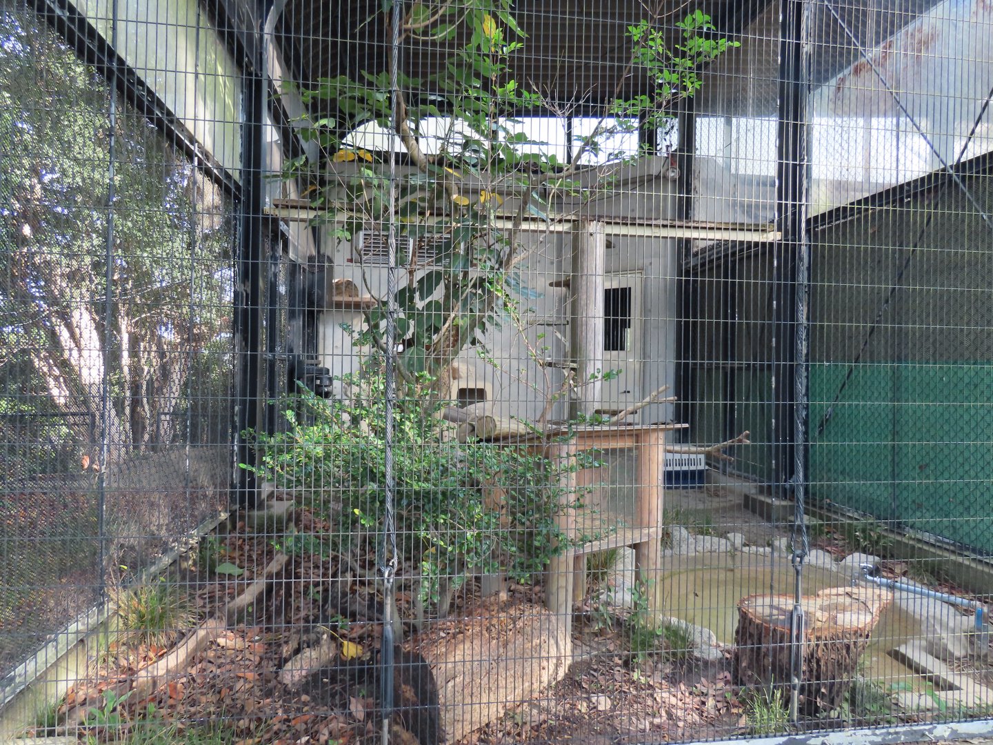 Tsushima leopard cat exhibit